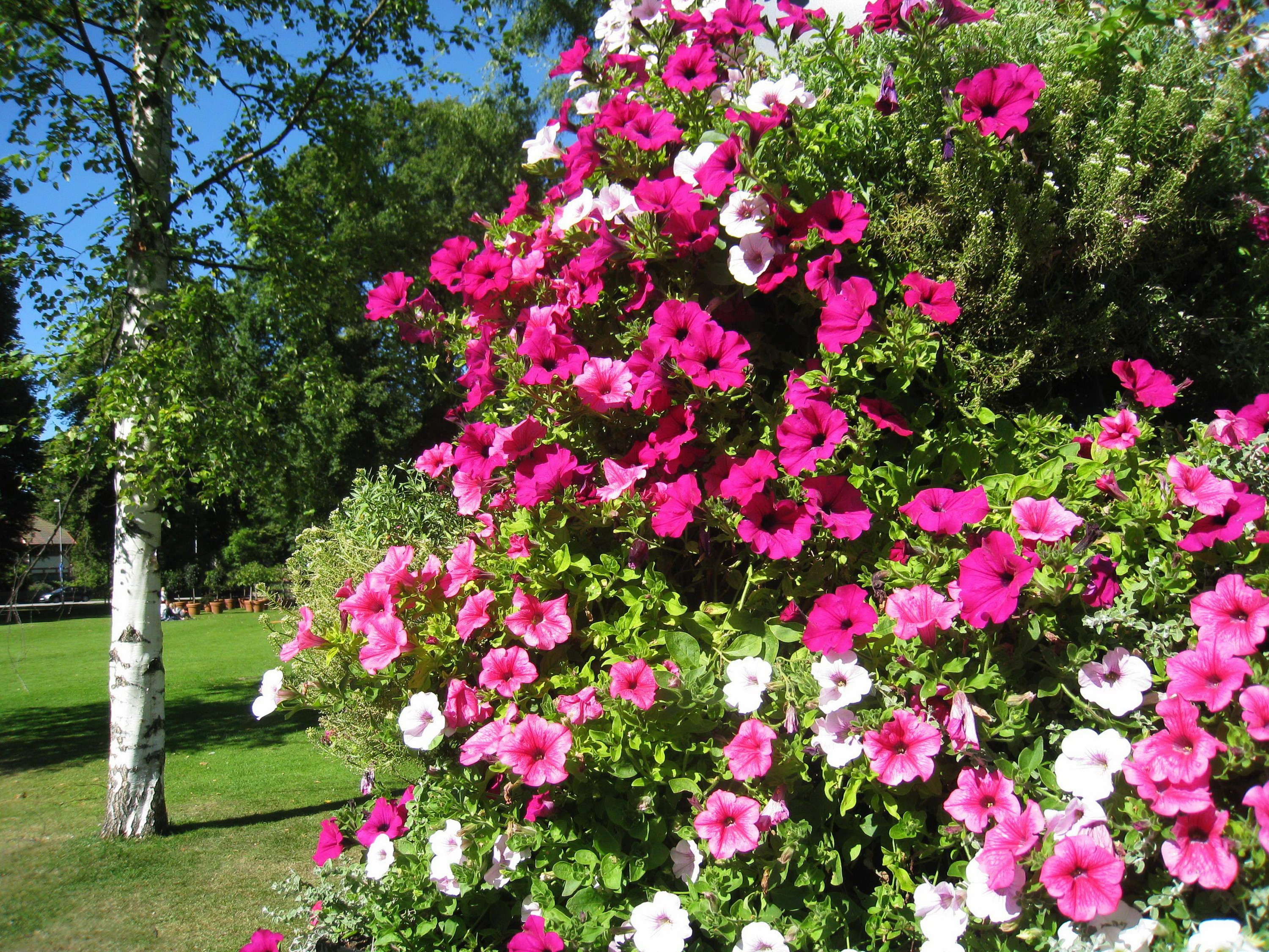 Pink and white petunias in a garden HD Wallpaper
