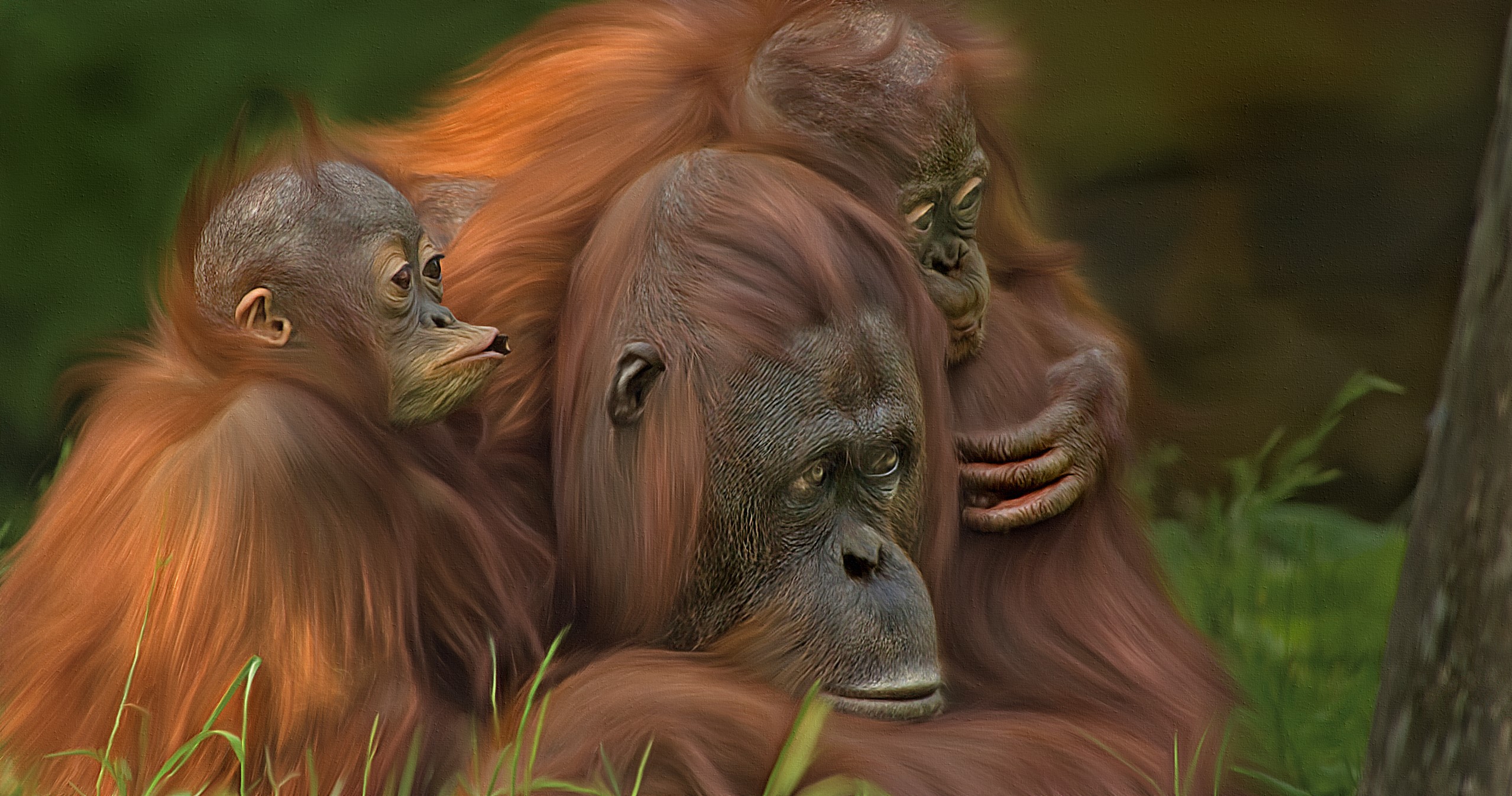 Three orangutans huddled together in grass HD Wallpaper