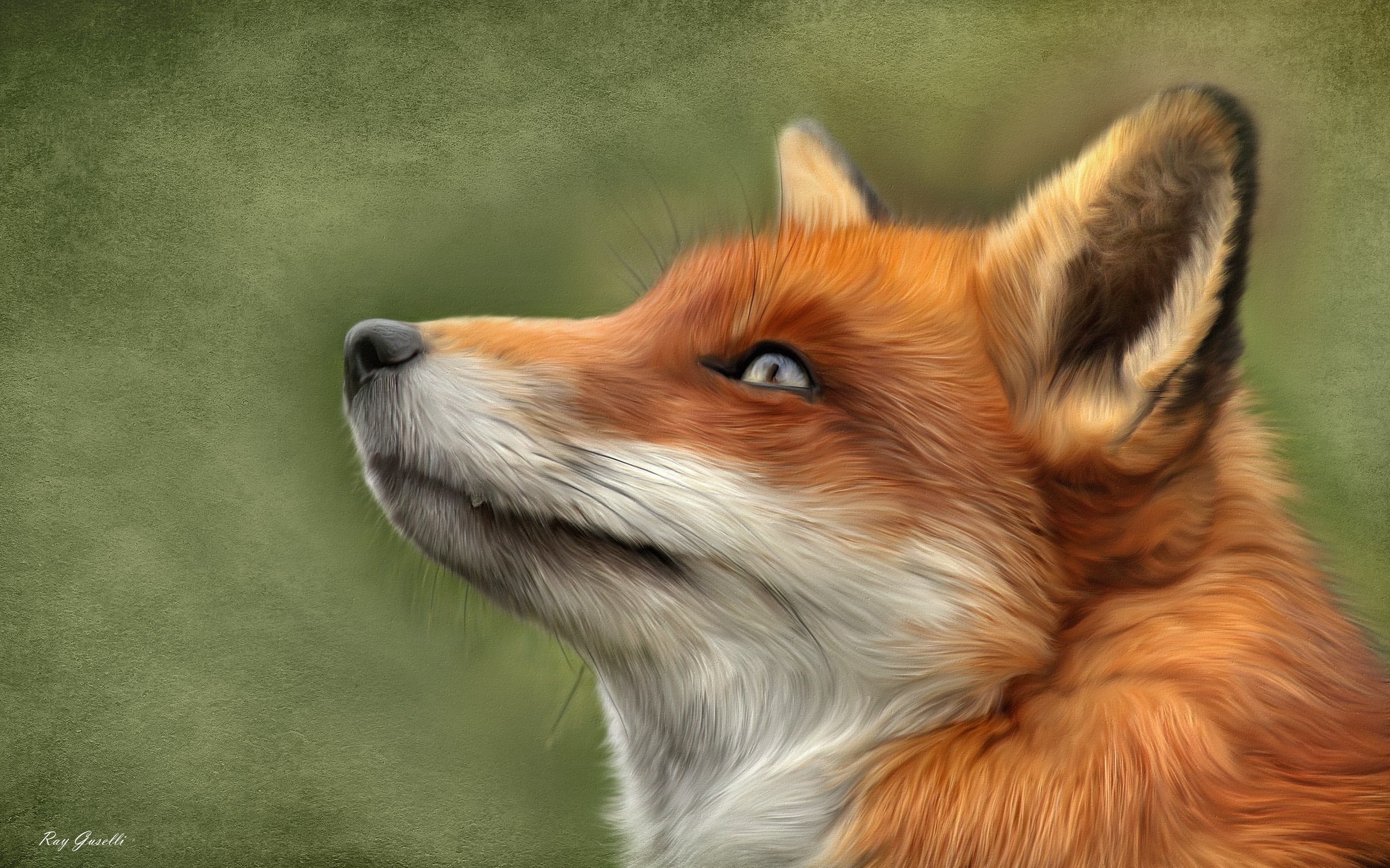 Close-up of a Red Fox's Head HD Wallpaper