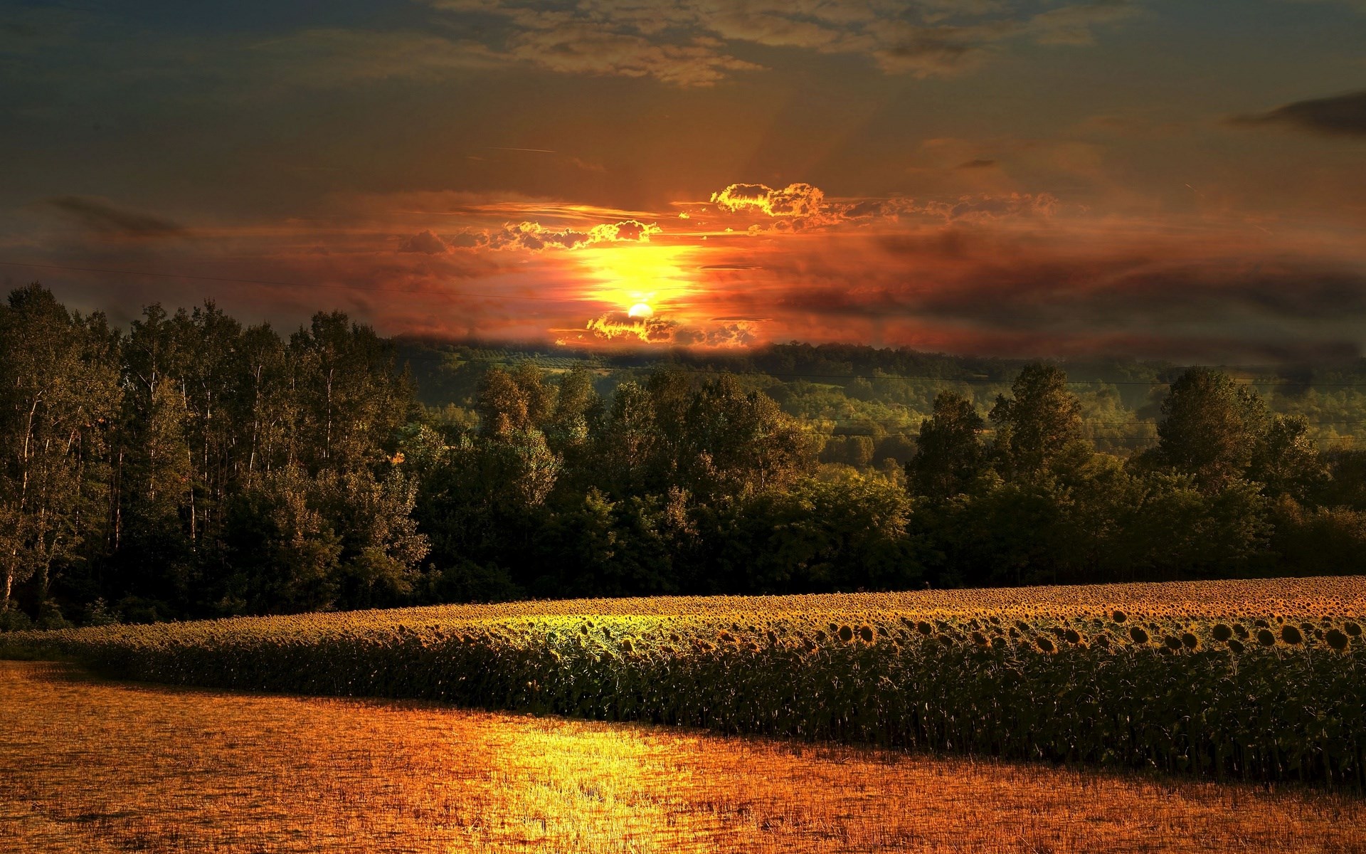 Sunflower field at sunset with forest and hills HD Wallpaper