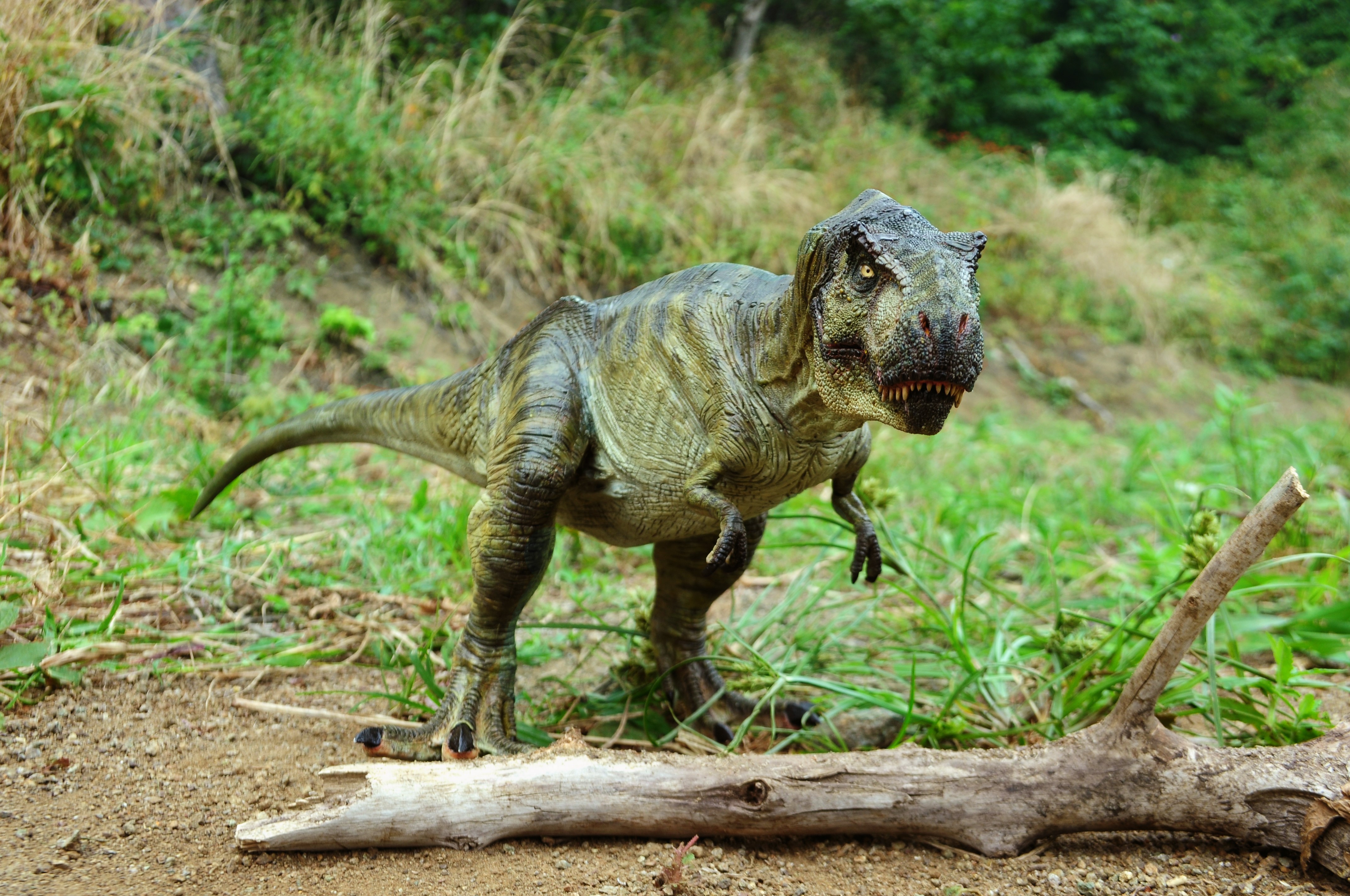 4K Tyrannosaurus Rex Toy Dinosaur HD Wallpaper