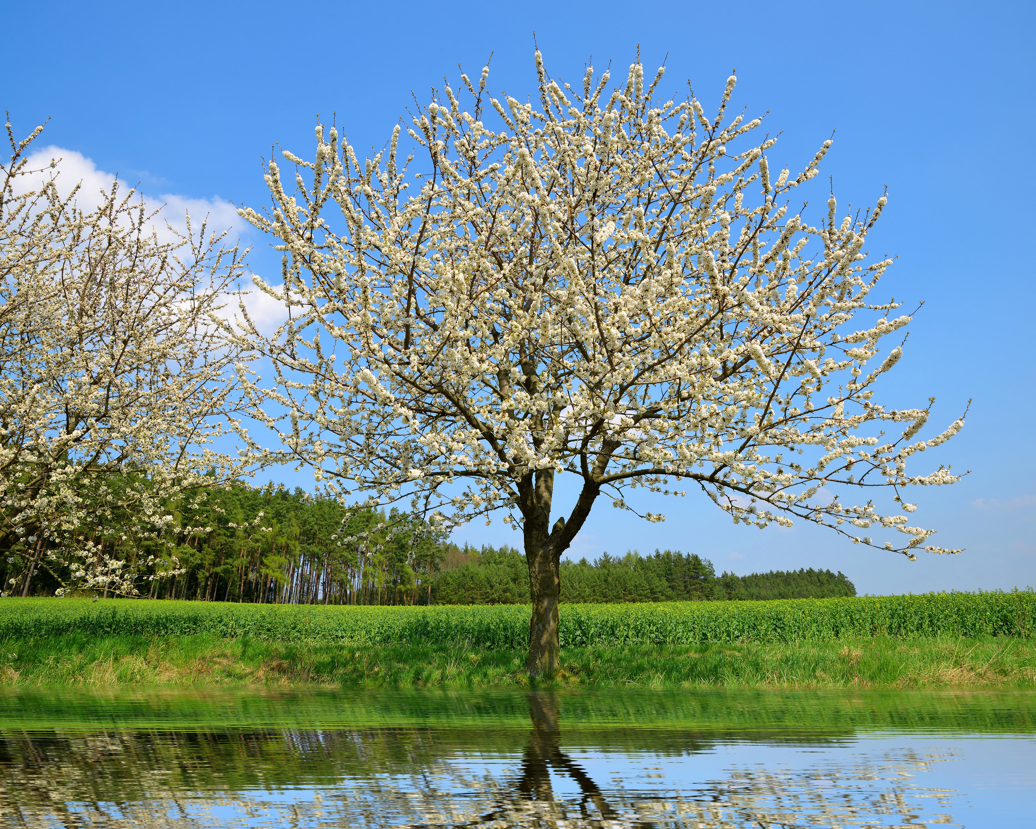 Flowering trees reflected in water under a blue sky HD Wallpaper