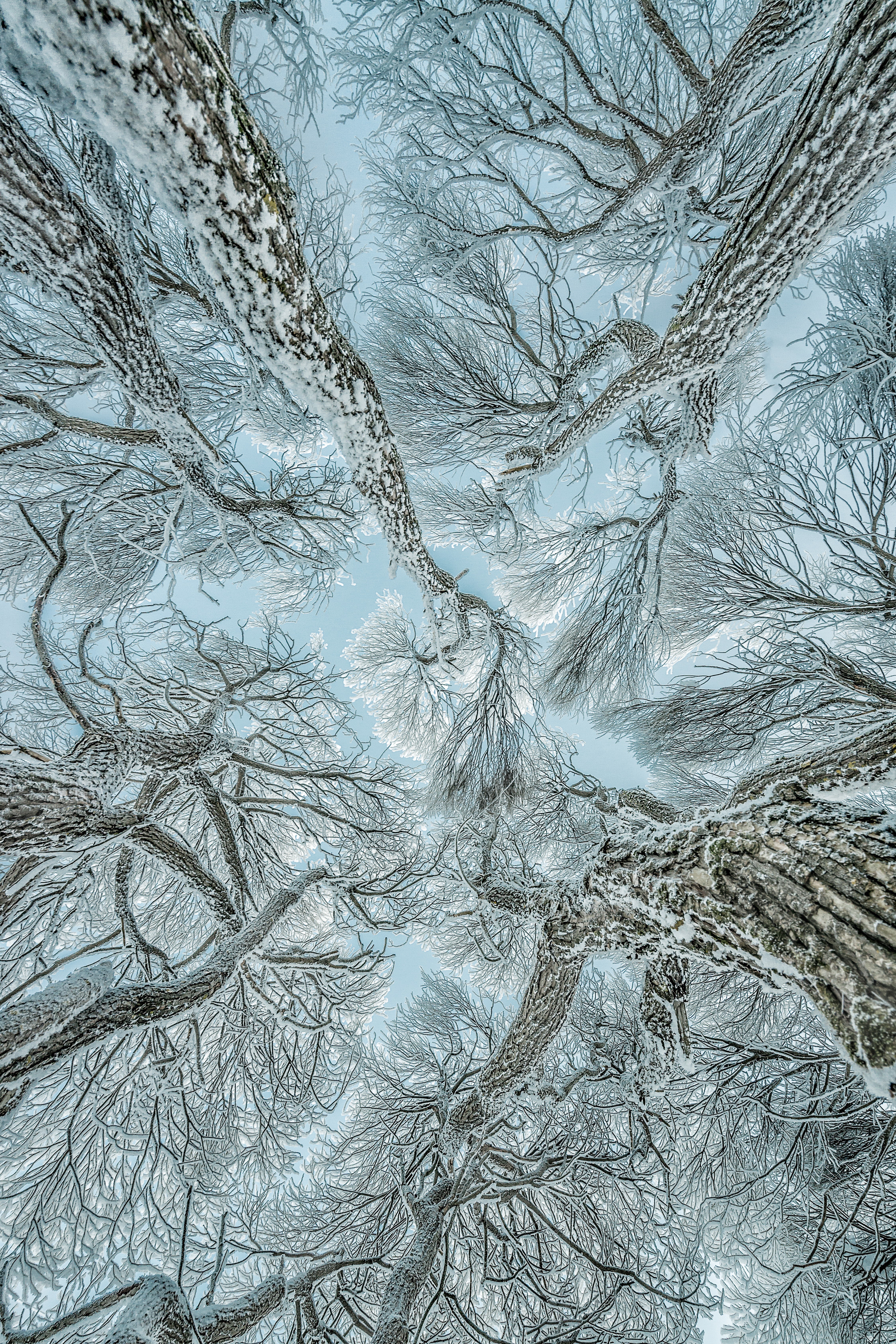 4K Winter Trees with Snow Covered Branches HD Phone Wallpaper