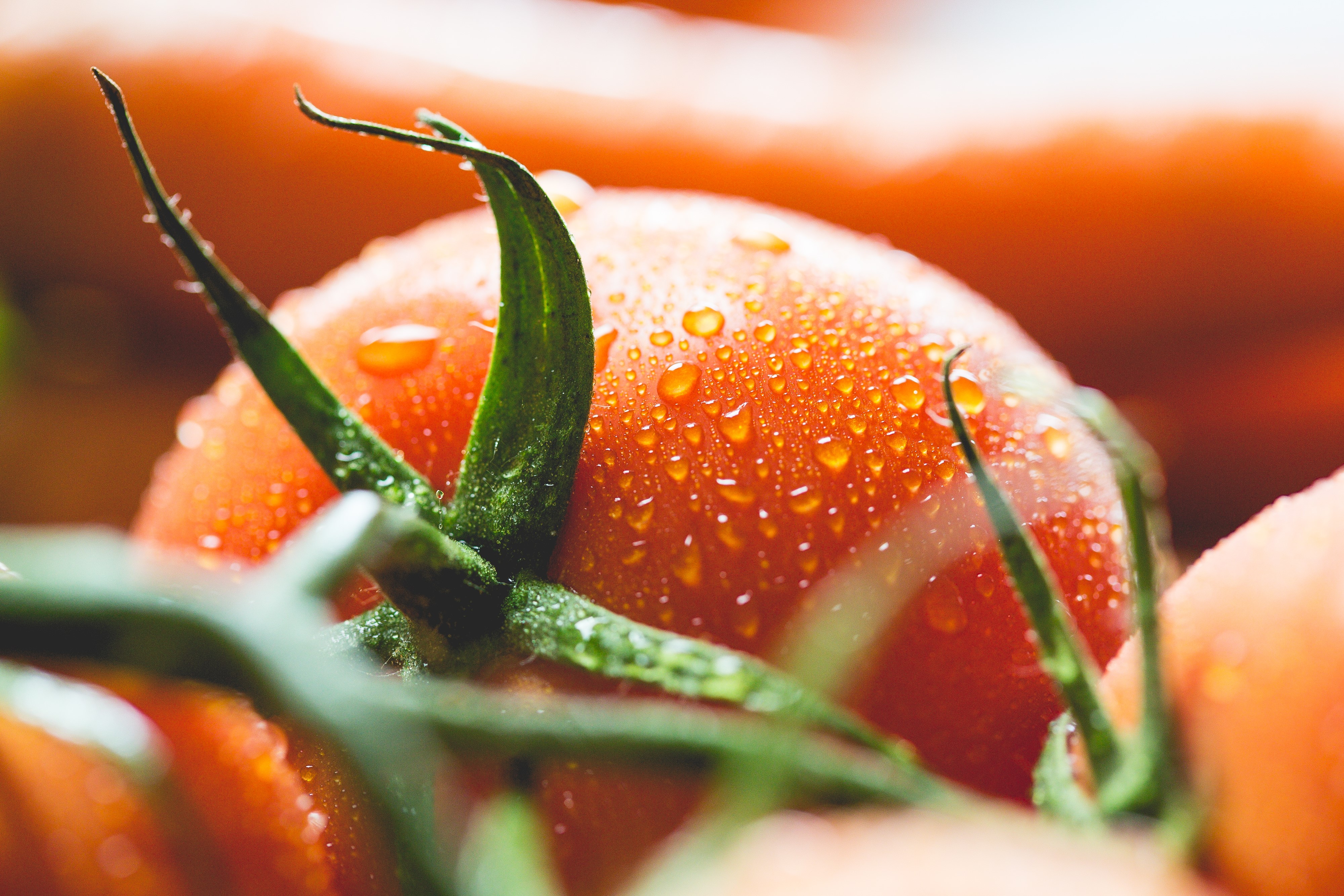 Tomatoes with water drops, macro shot HD Wallpaper