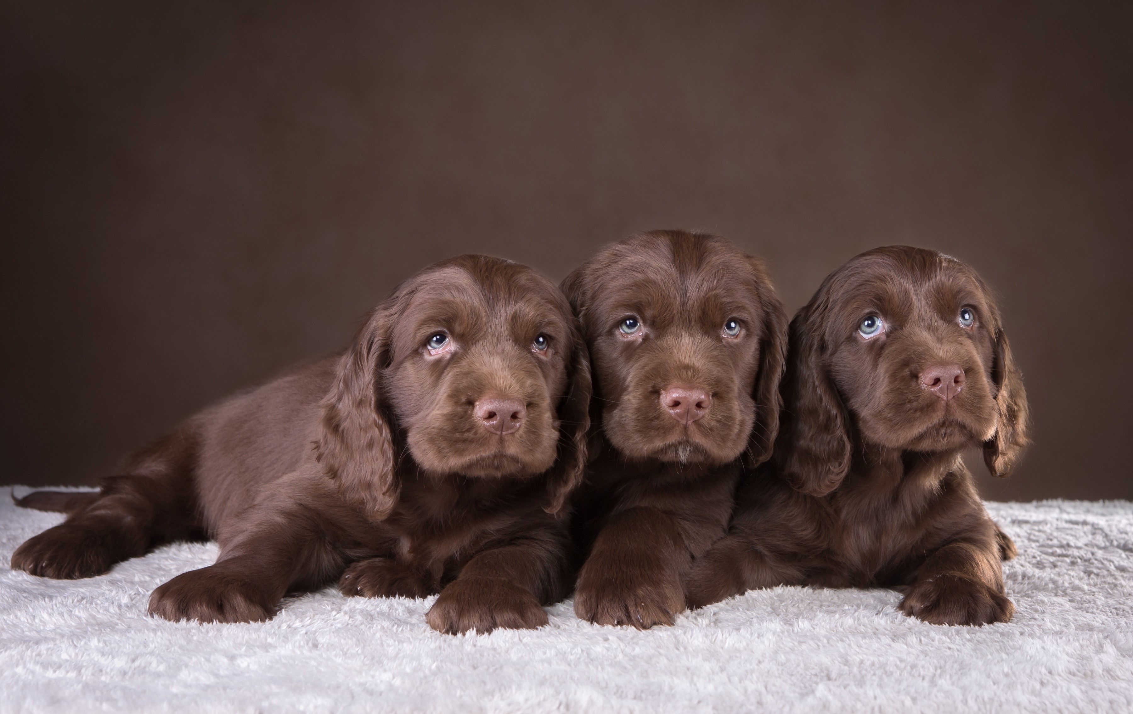 Three brown spaniel puppies lying down HD Wallpaper