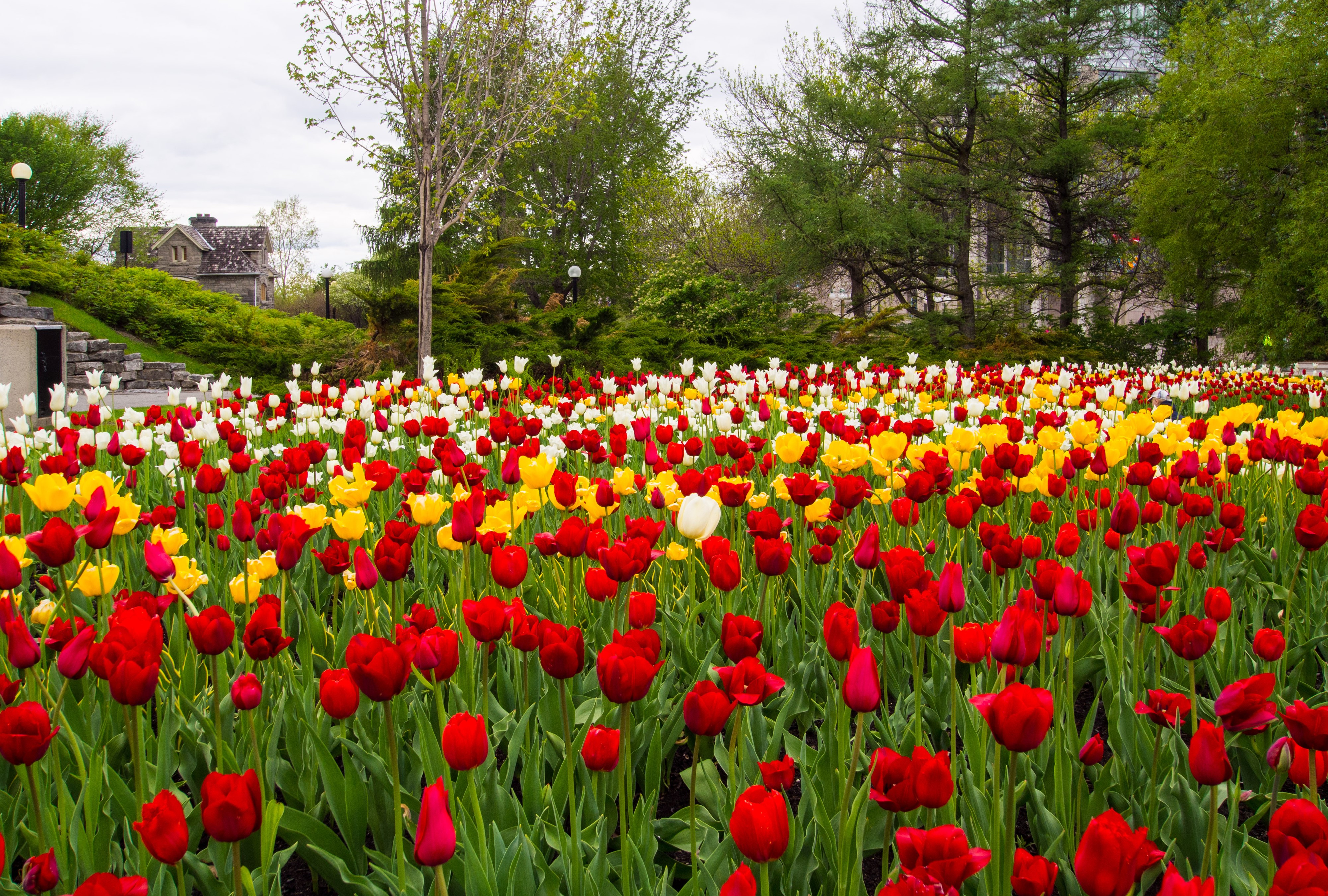 Majors Hill Park Ottawa Tulips HD Wallpaper