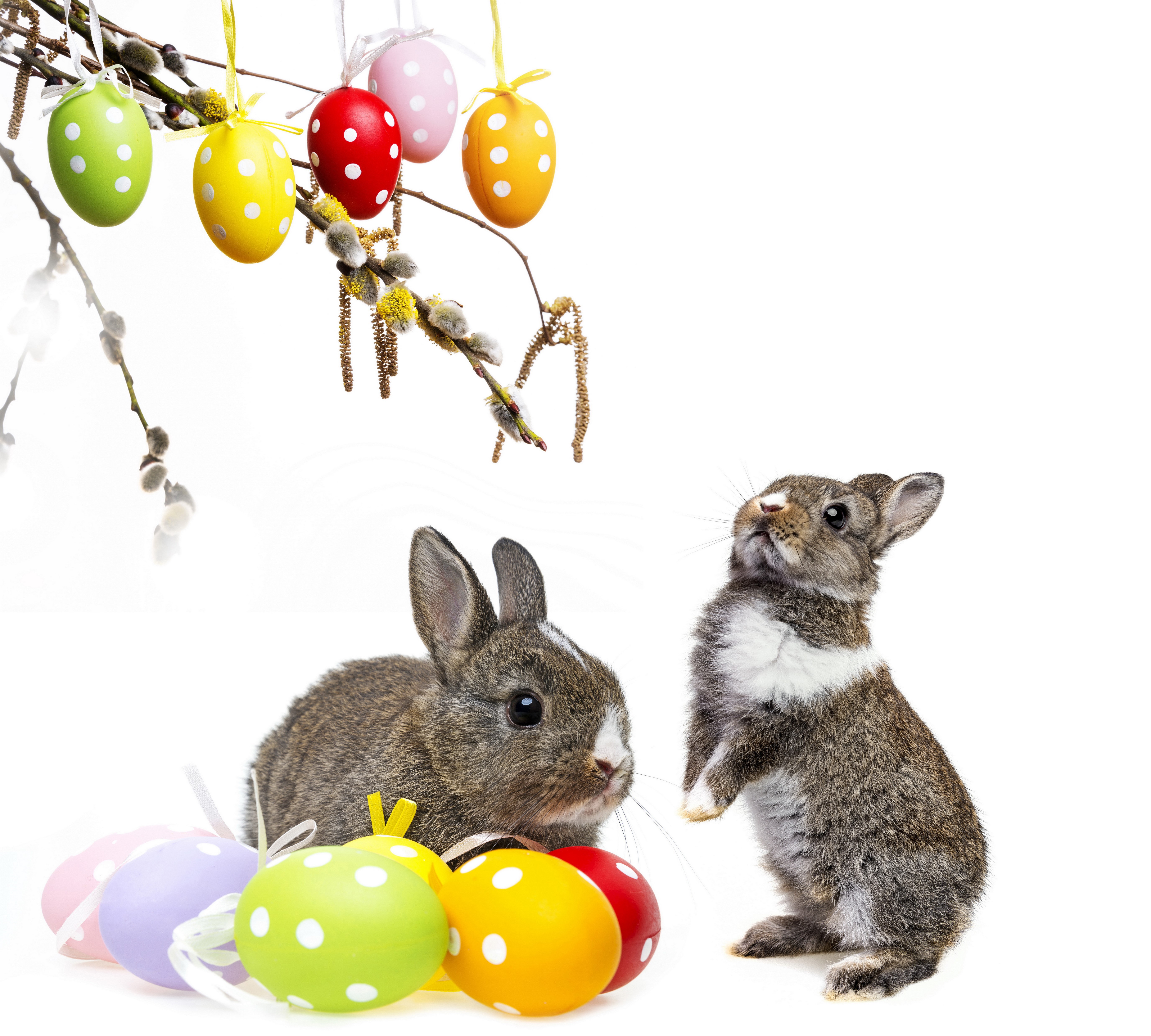Easter Rabbits and Eggs on White Background HD Wallpaper