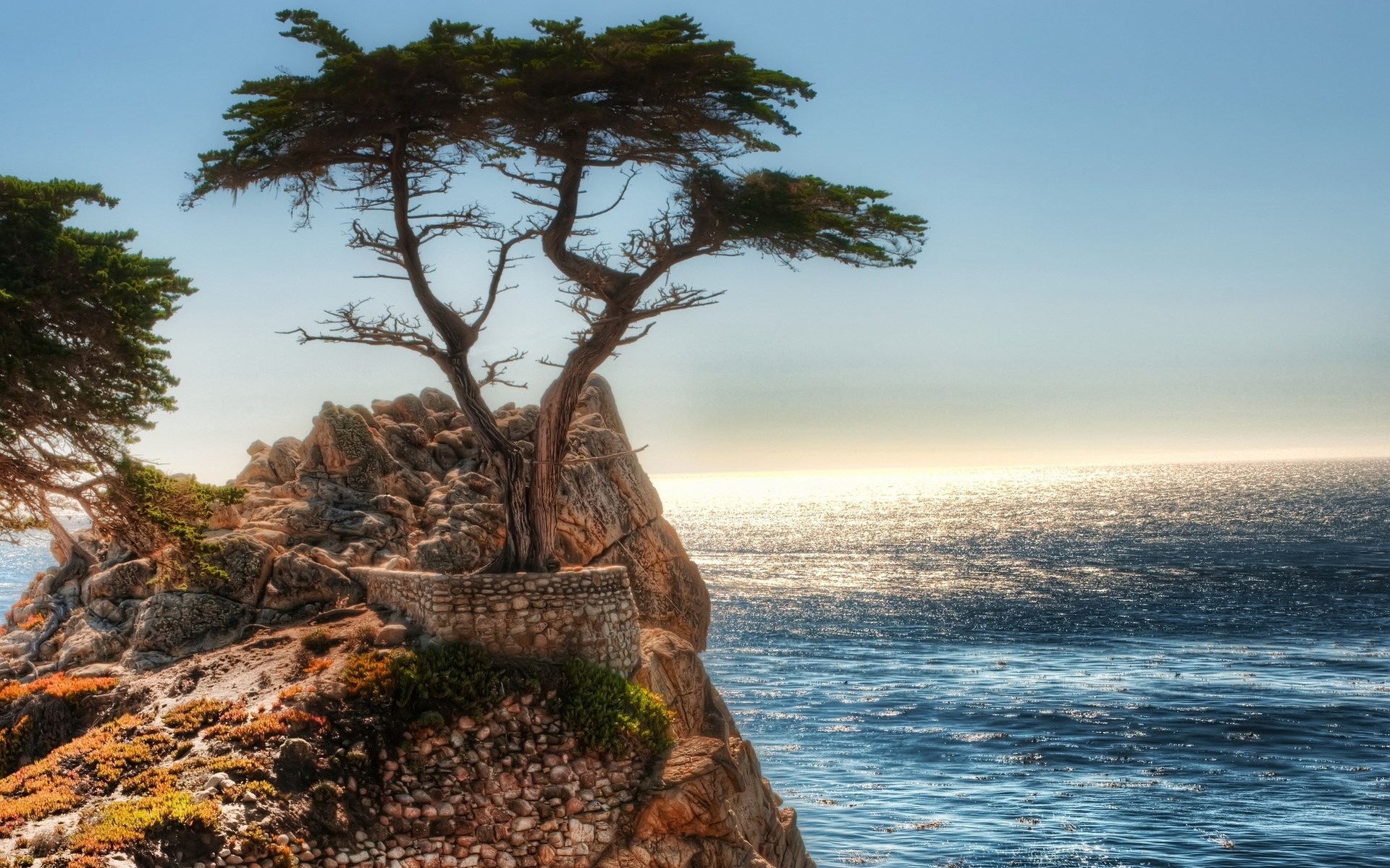 Lone cypress tree on a rocky cliff overlooking the ocean HD Wallpaper