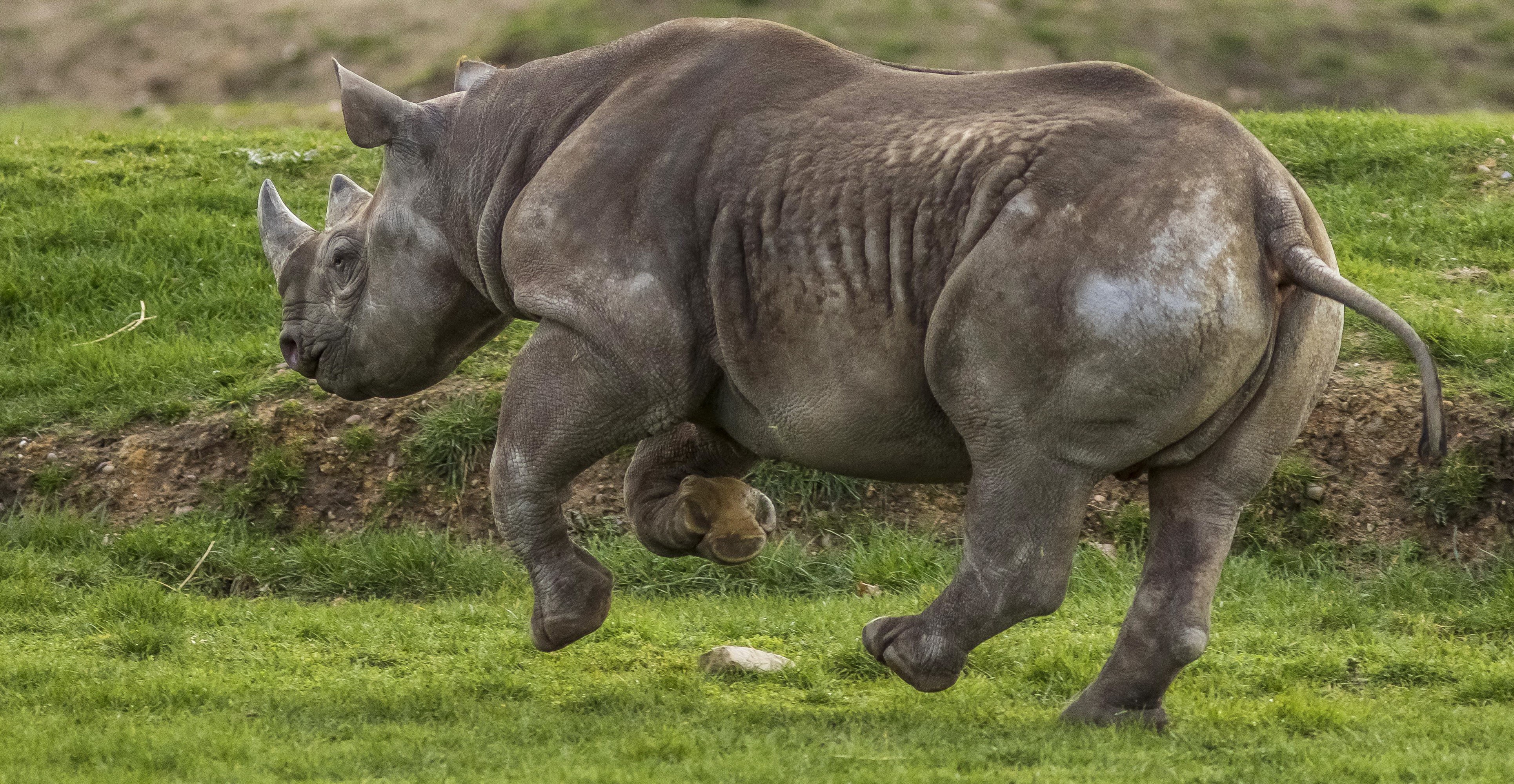 4K Rhino Running HD Wallpaper