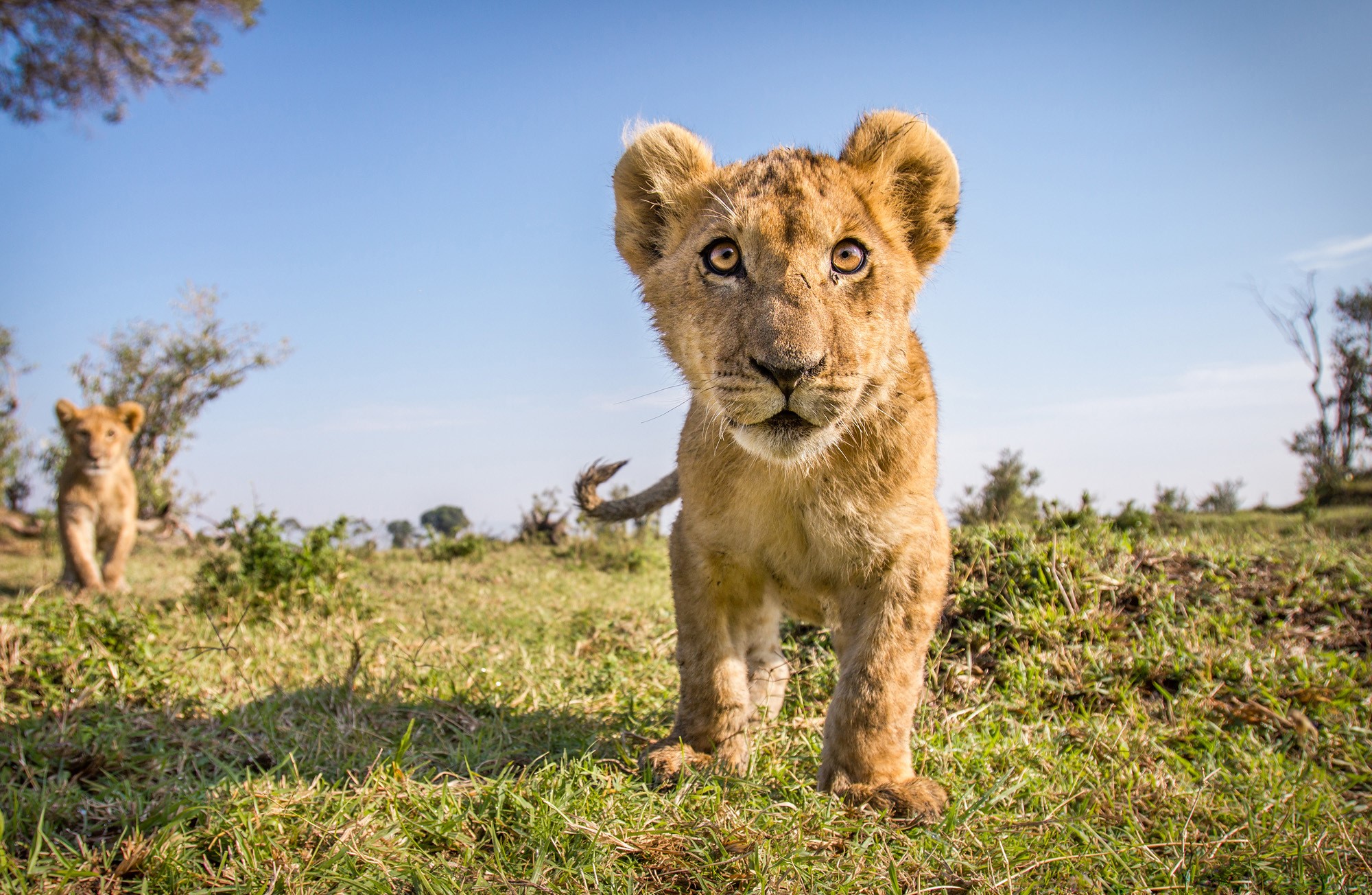 Two lion cubs in a grassy field under a blue sky HD Wallpaper