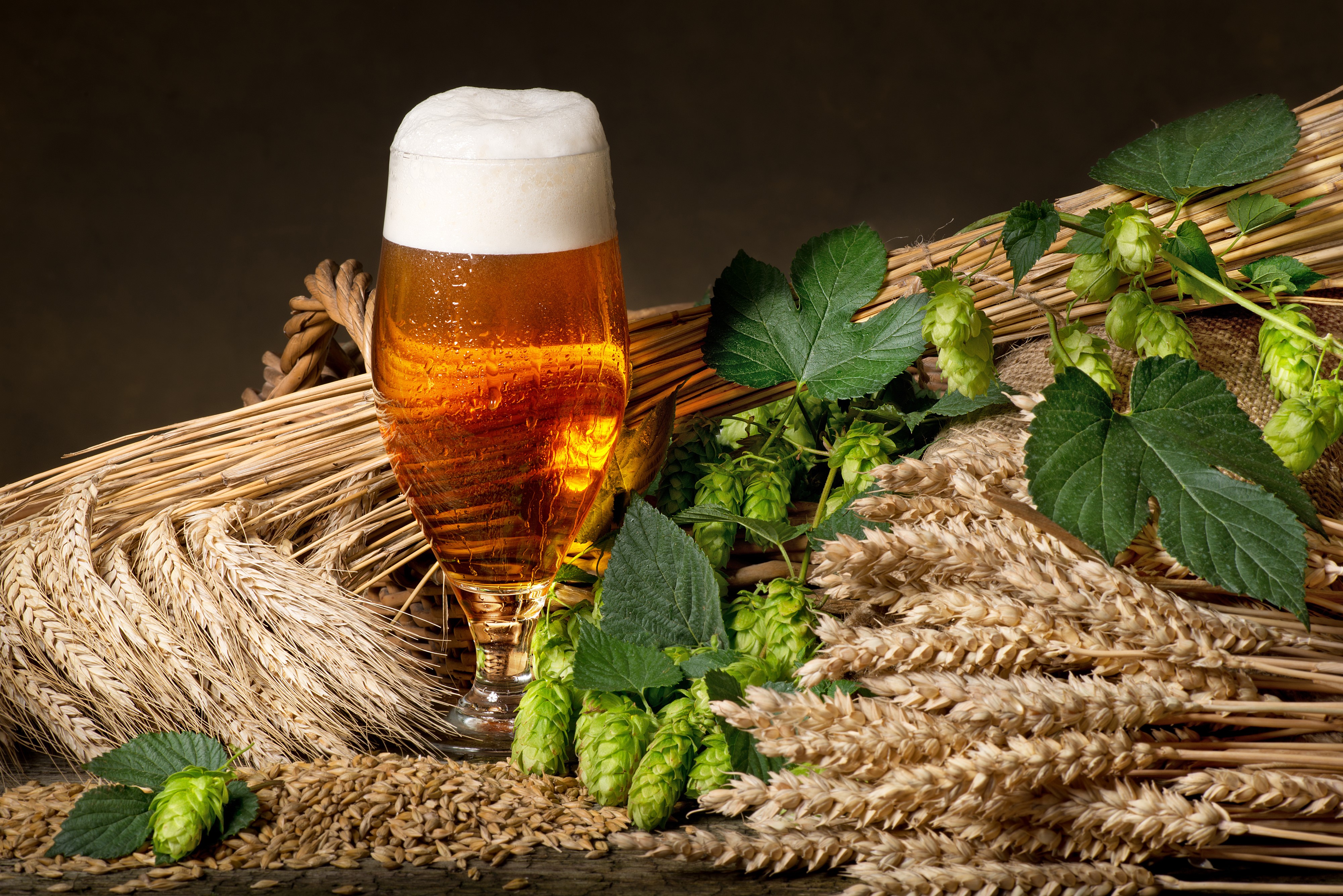 Beer with Hops and Wheat HD Wallpaper