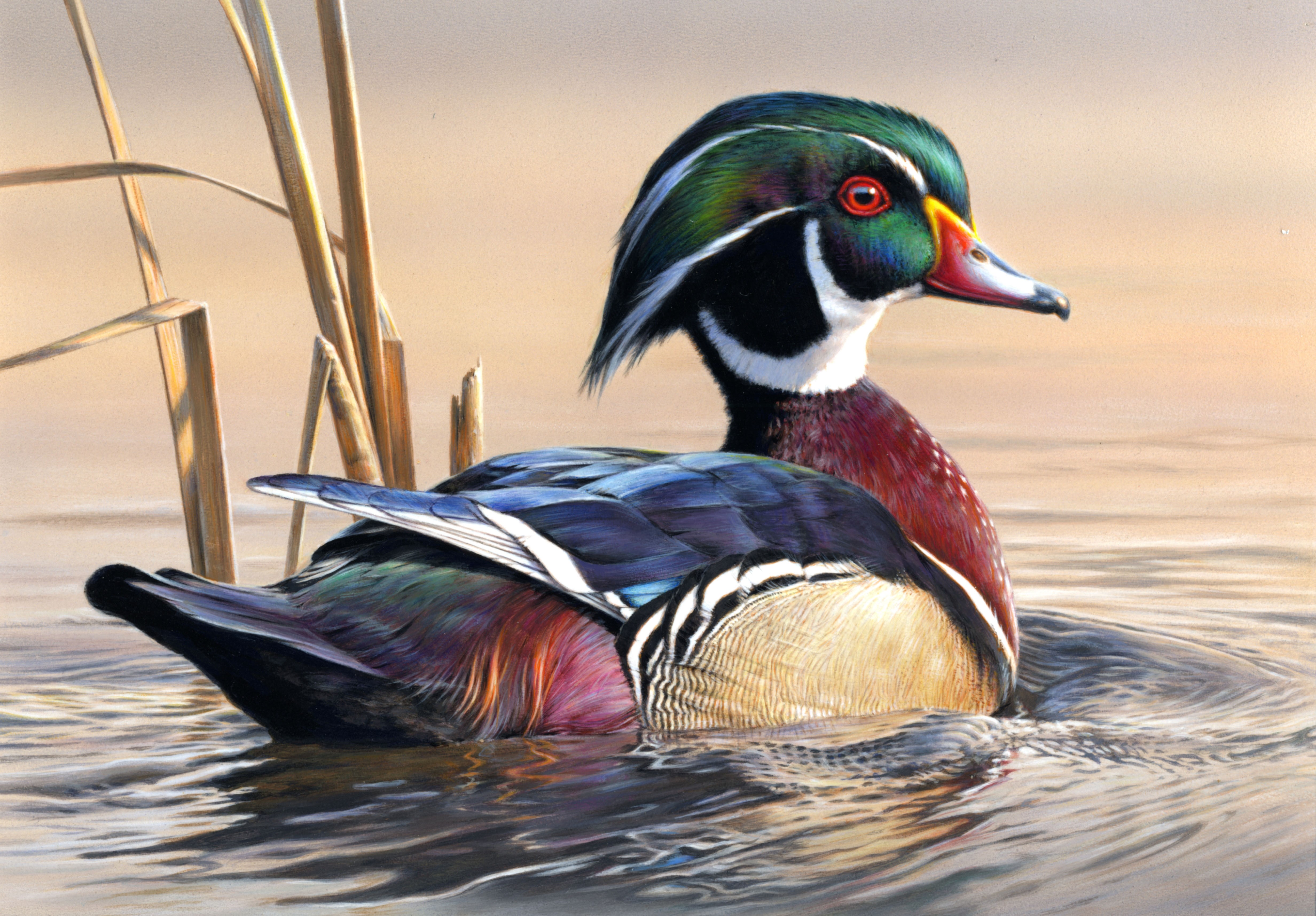 Wood Duck painting by James Hautman HD Wallpaper