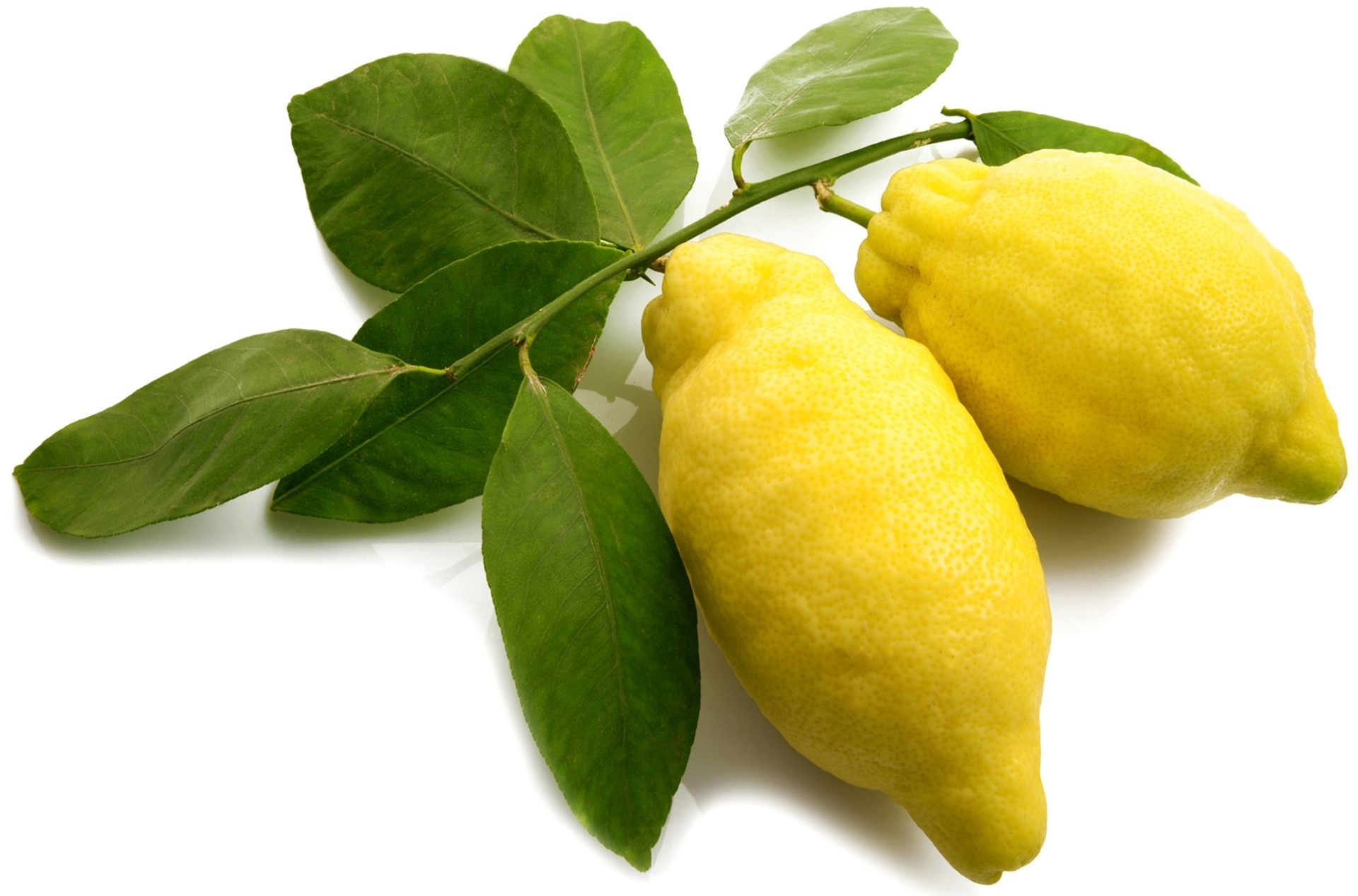 Two lemons on a branch with leaves HD Wallpaper