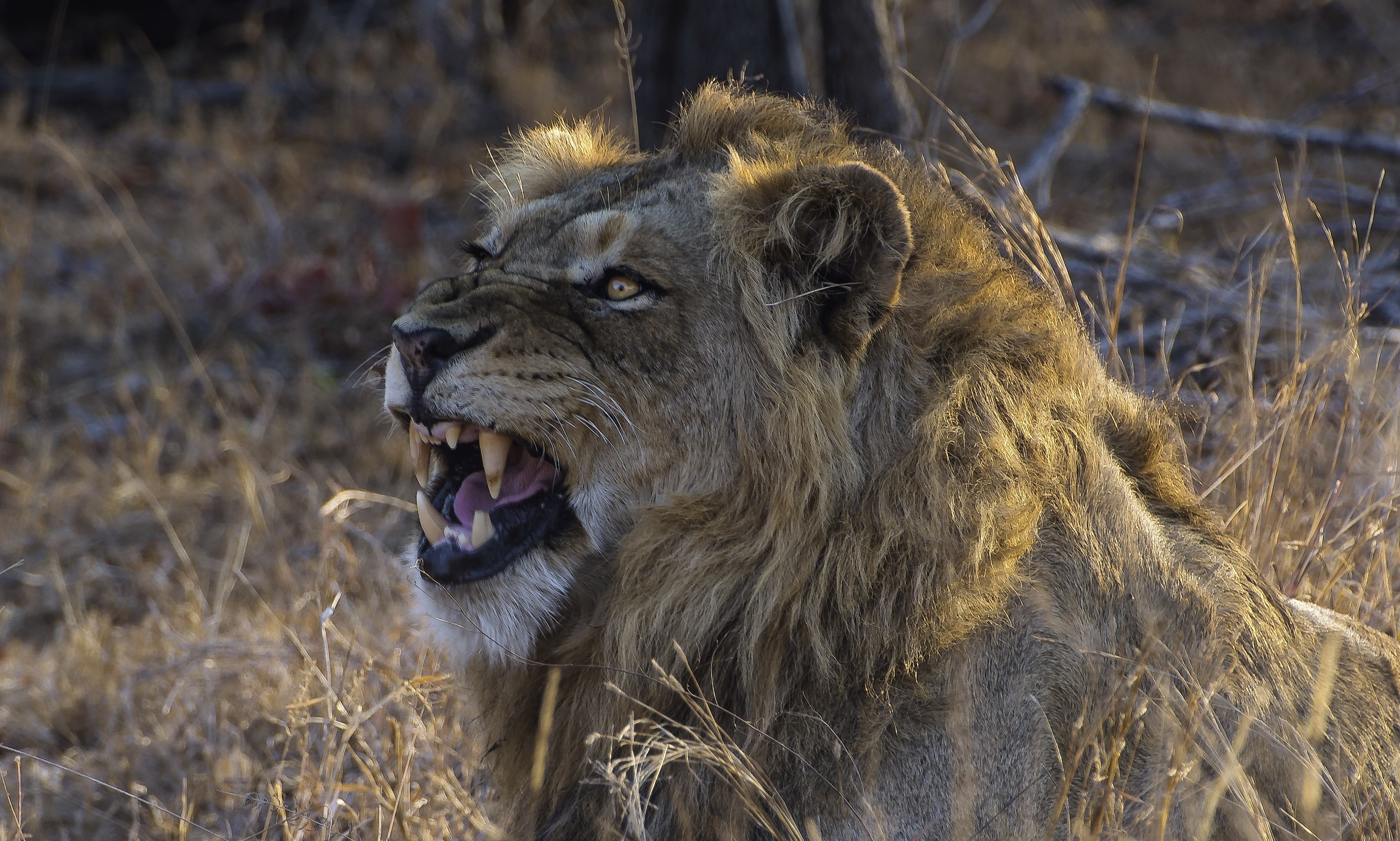 Lion roaring with mouth open showing fangs HD Wallpaper