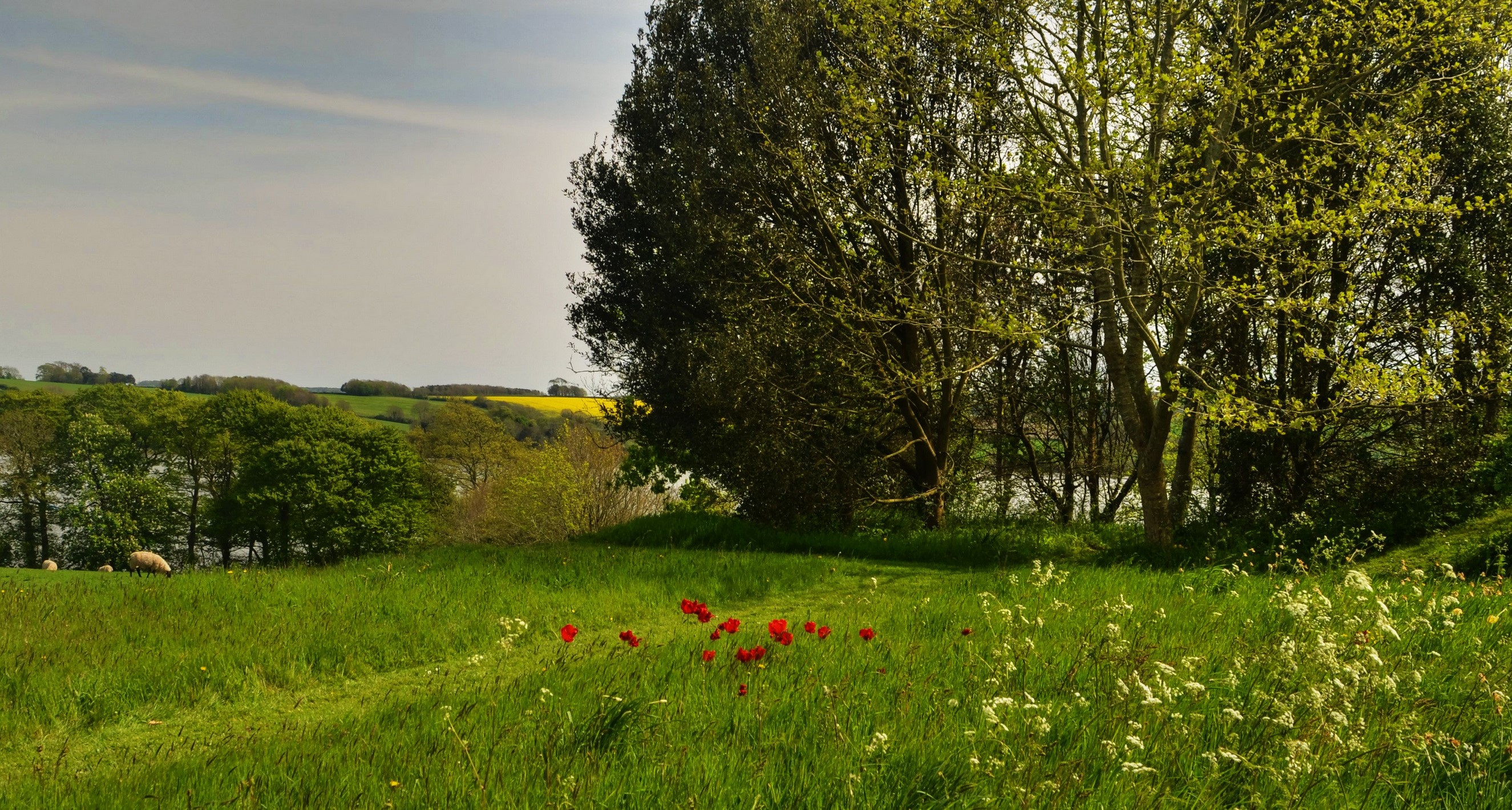 Red poppies in a grassy field with trees and hills HD Wallpaper