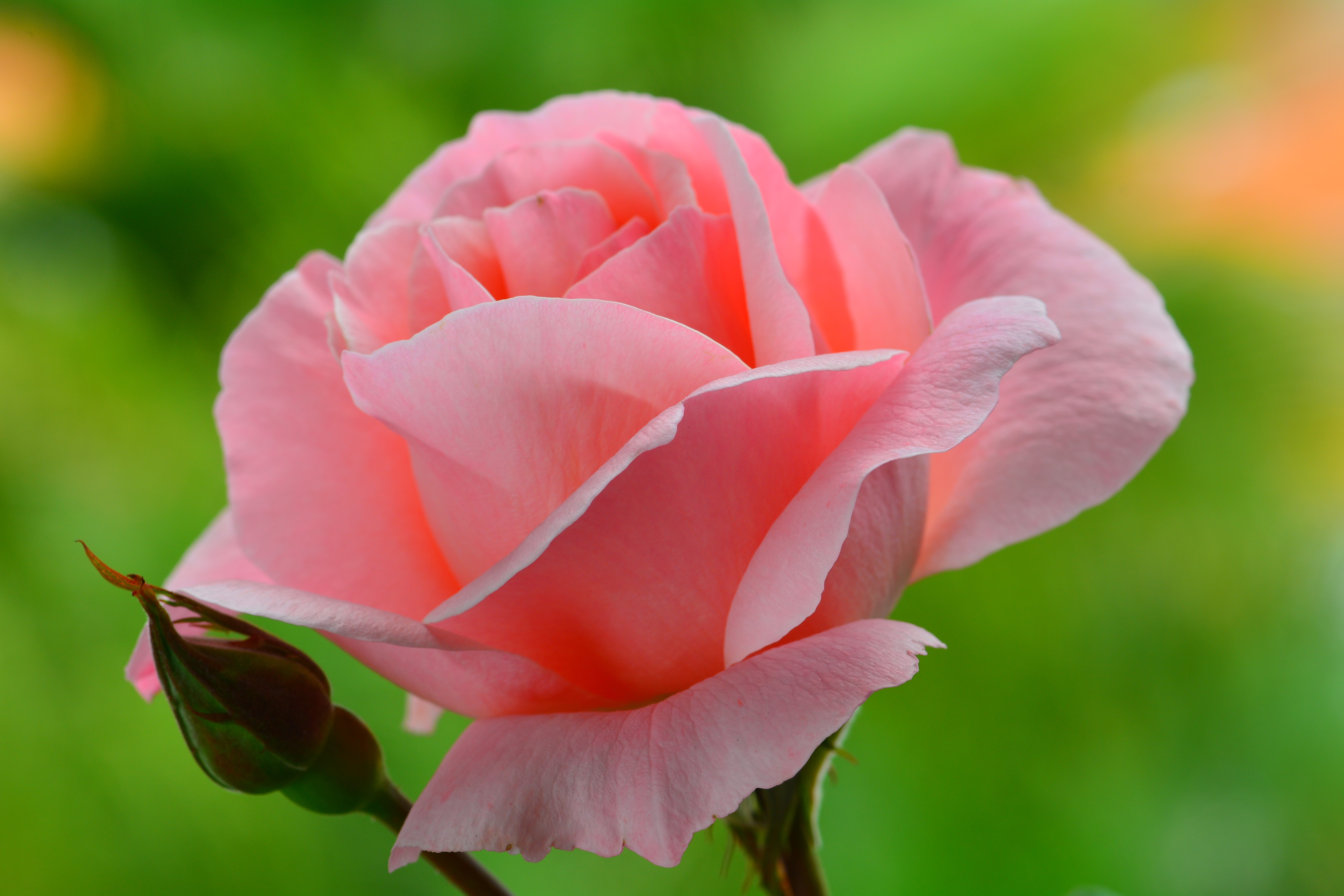 Pink Rose with Bud HD Wallpaper