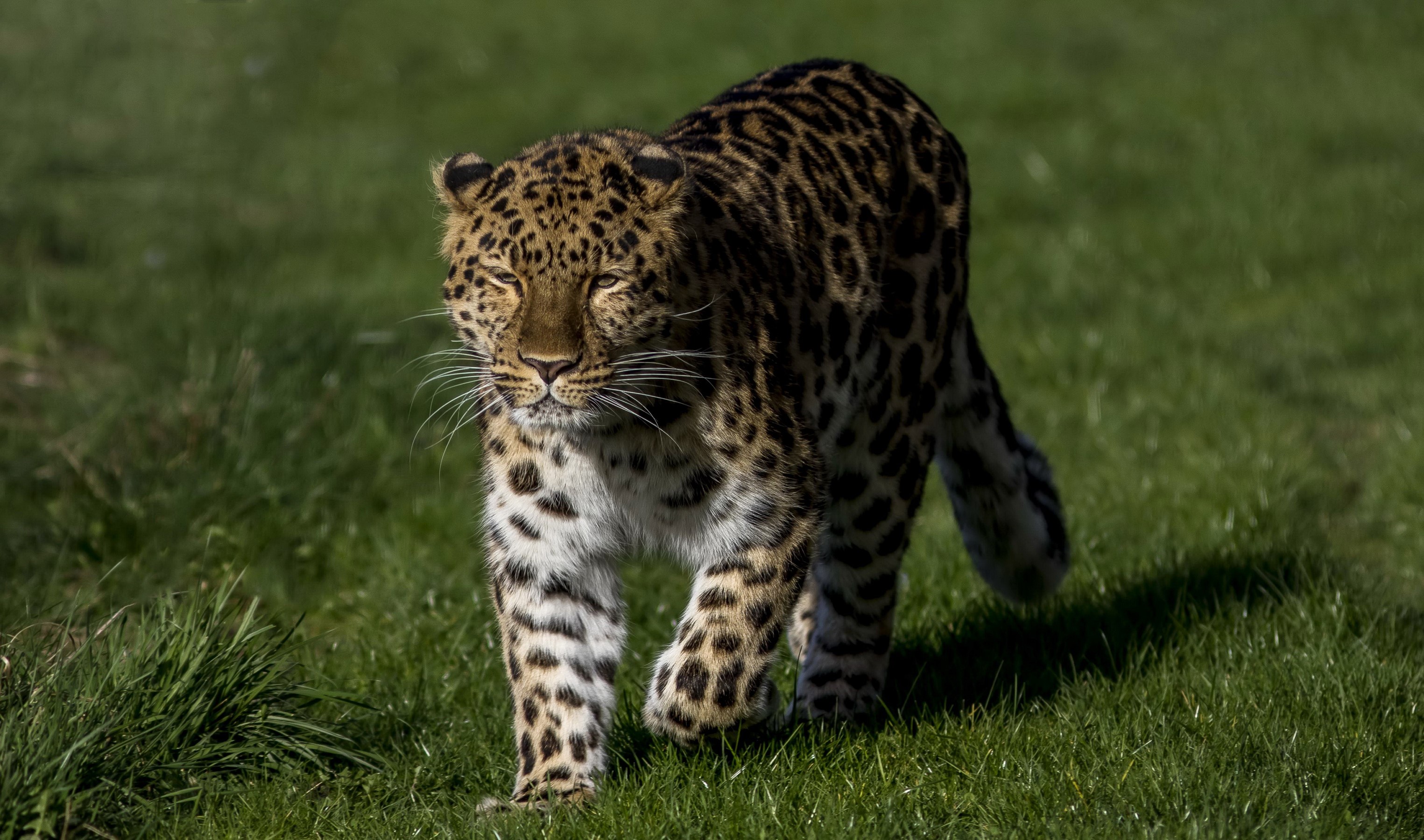 Leopard walking on green grass HD Wallpaper