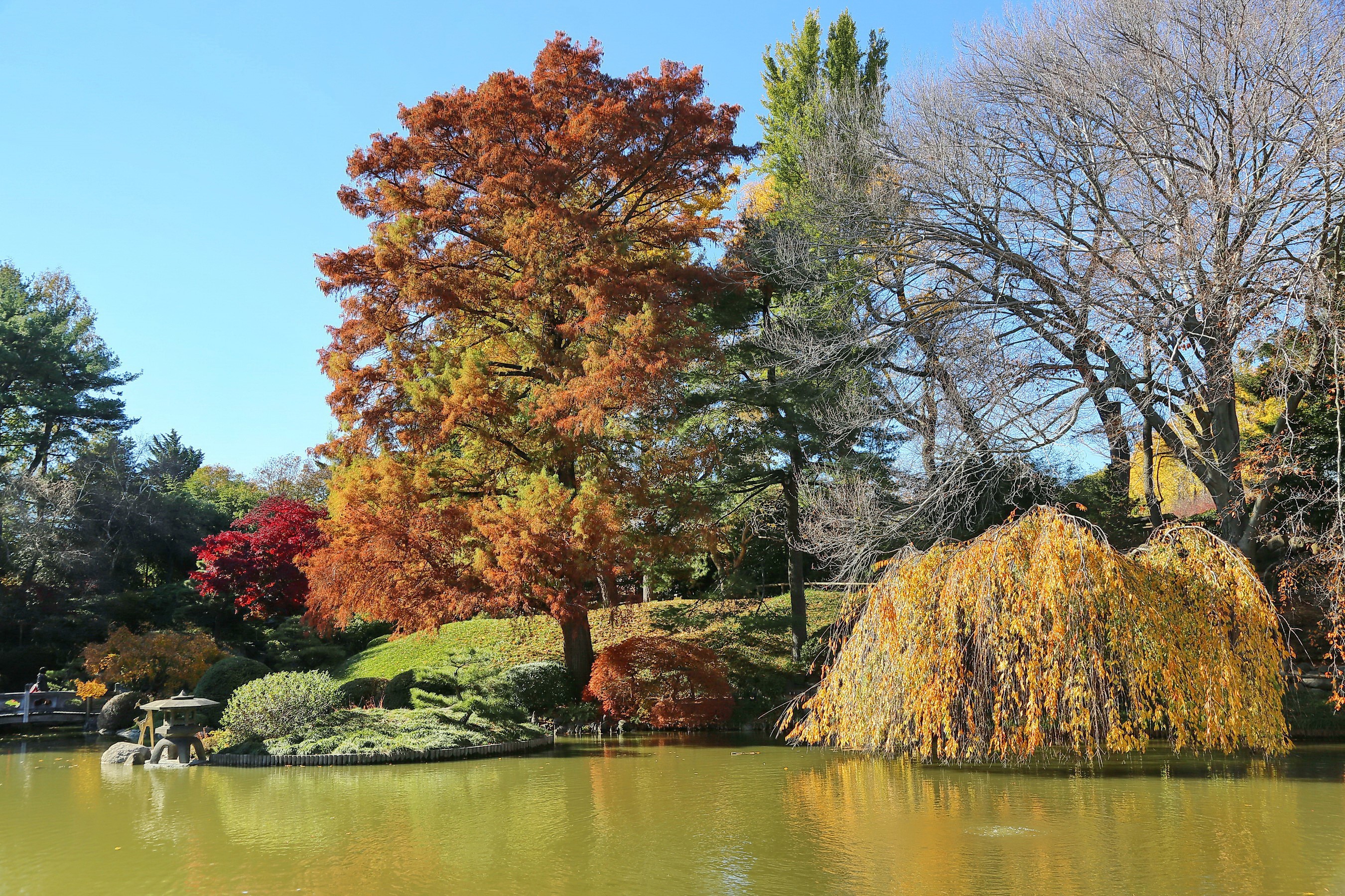 Brooklyn Botanic Garden Pond in Autumn HD Wallpaper