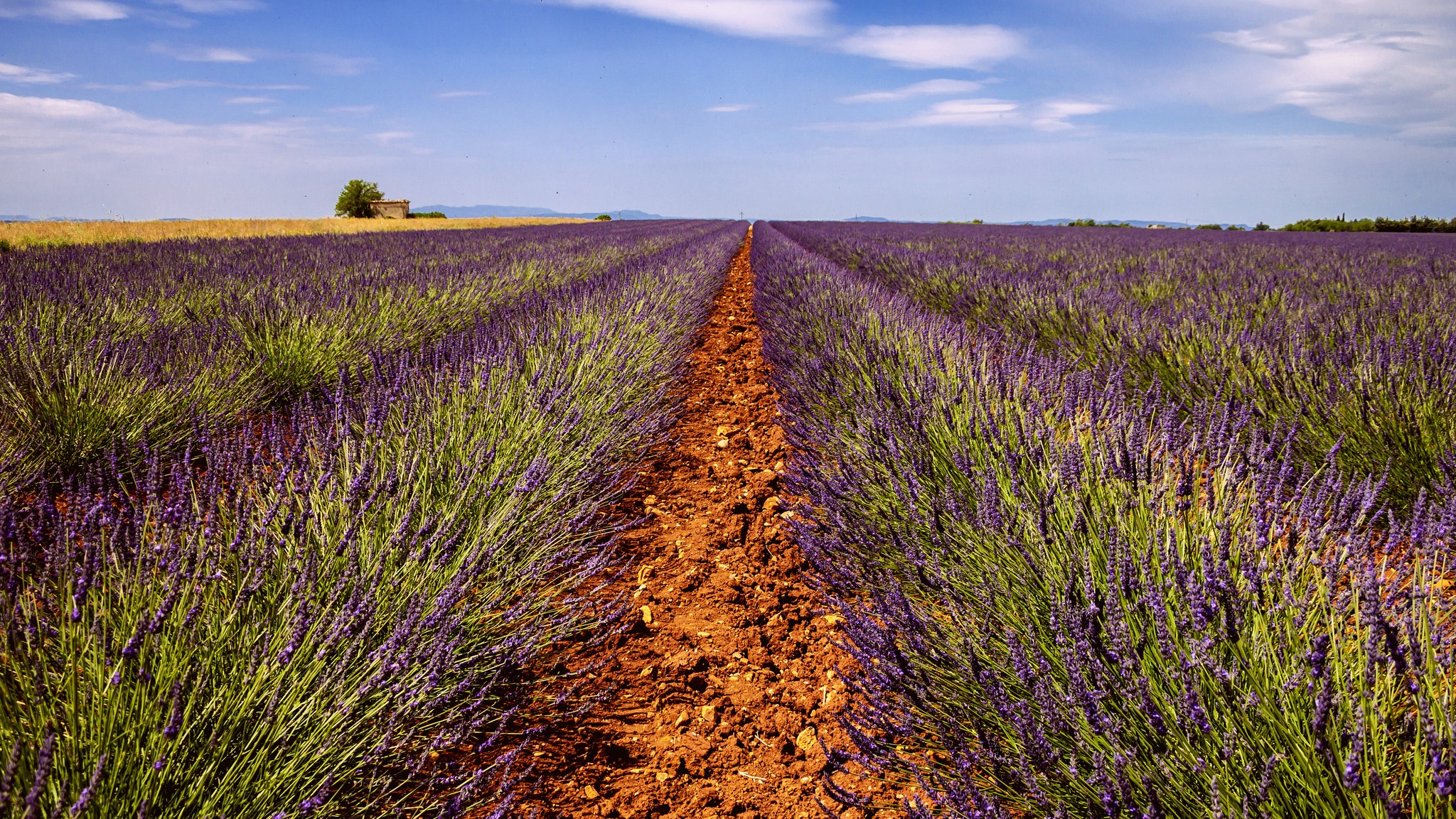 Lavender Field with a Small Building HD Wallpaper