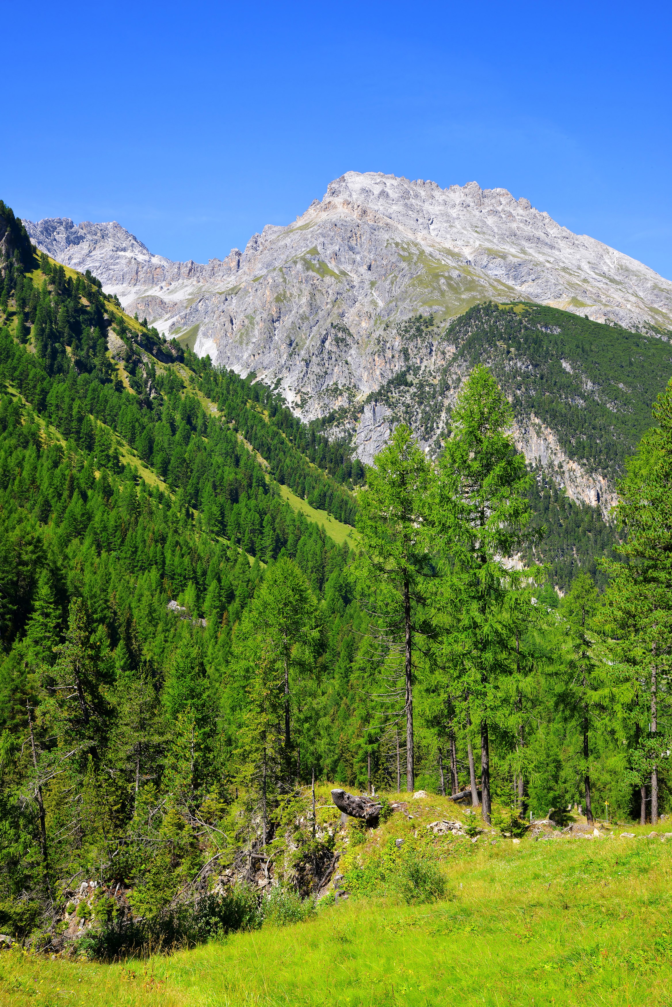 Green forest and mountains under a blue sky HD Phone Wallpaper
