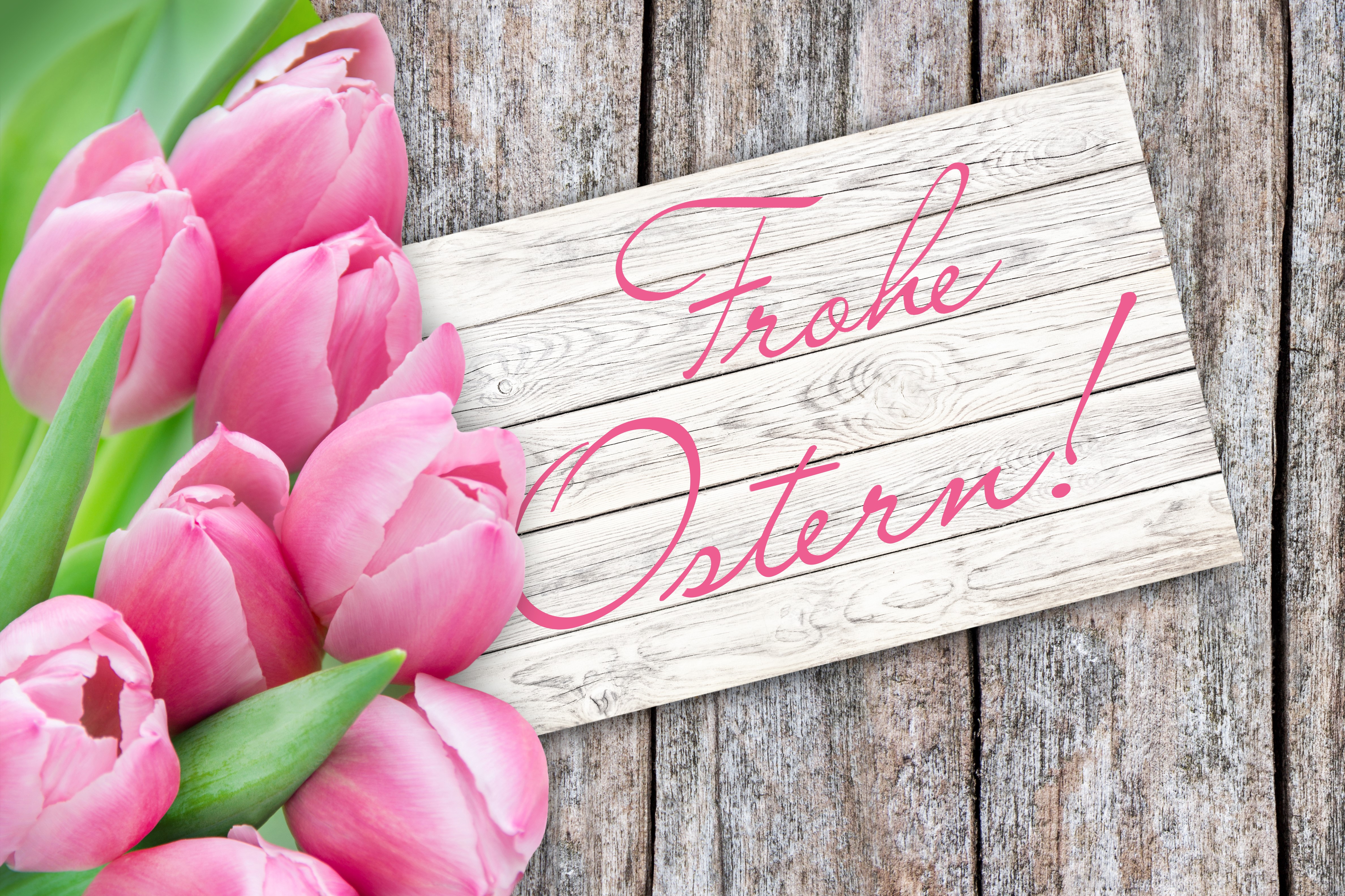 Pink Tulips on Wooden Planks with "Frohe Ostern!" HD Wallpaper
