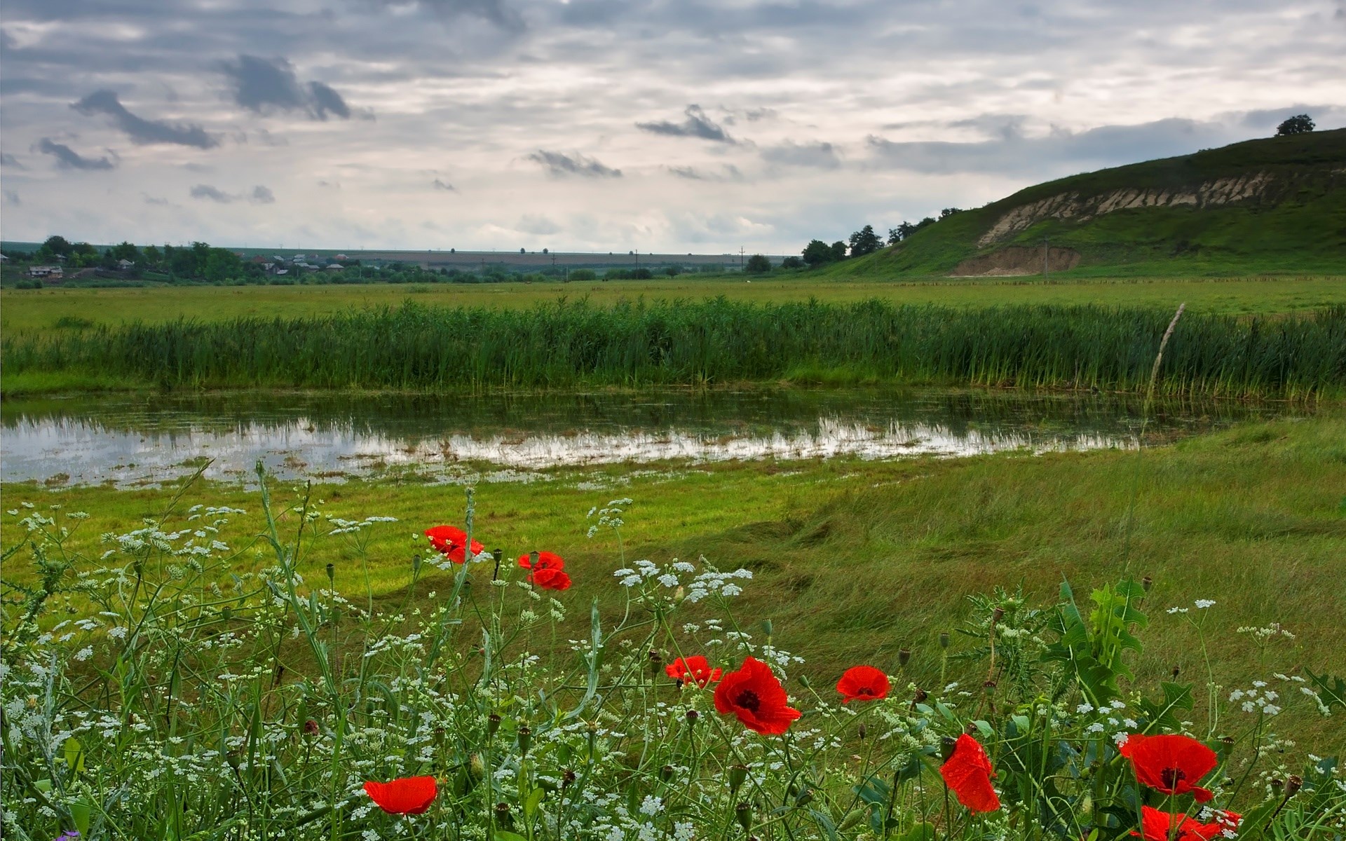 Red poppies and white wildflowers by a pond with a grassy hill HD Wallpaper