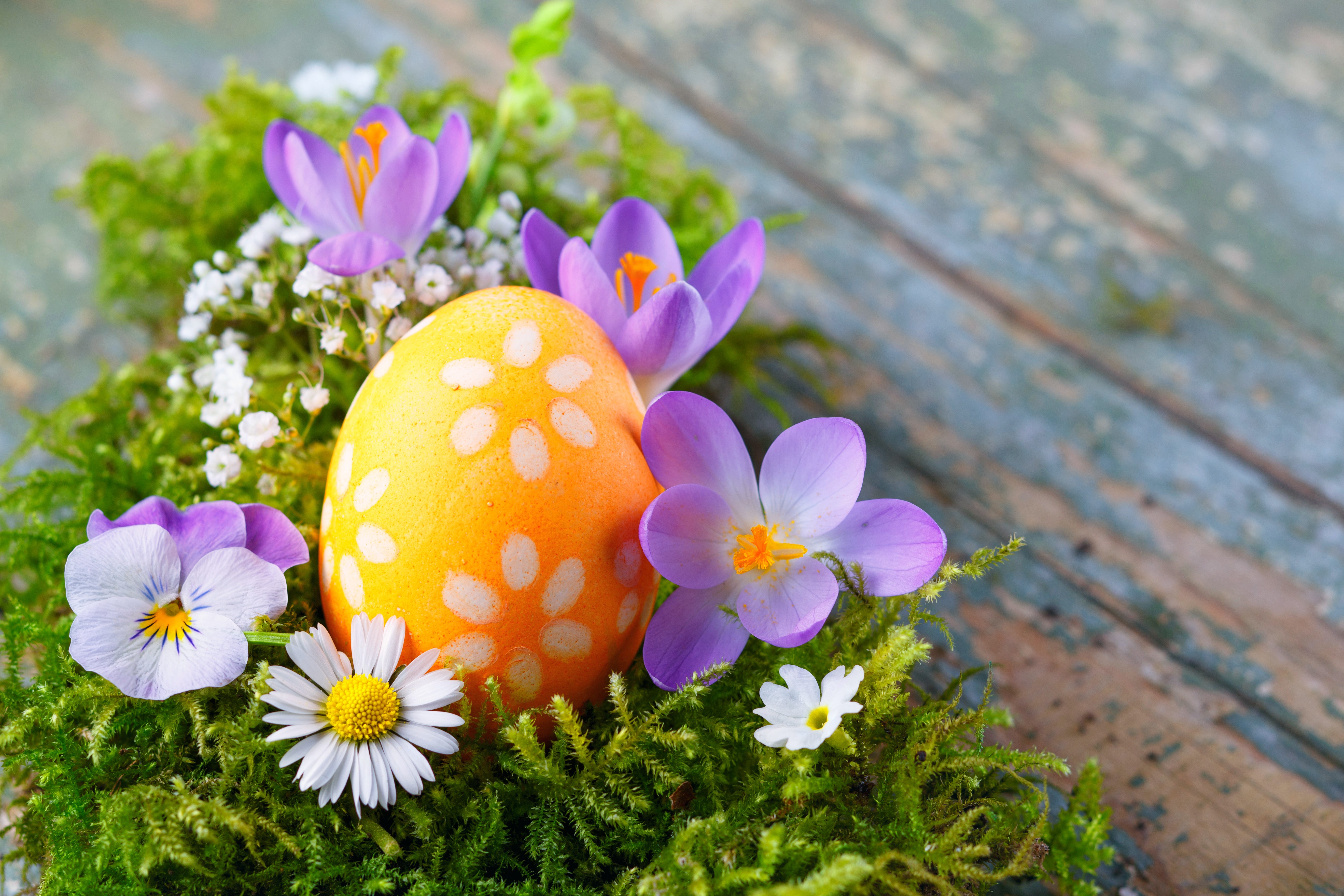 Easter egg with flowers and moss on wooden background HD Wallpaper