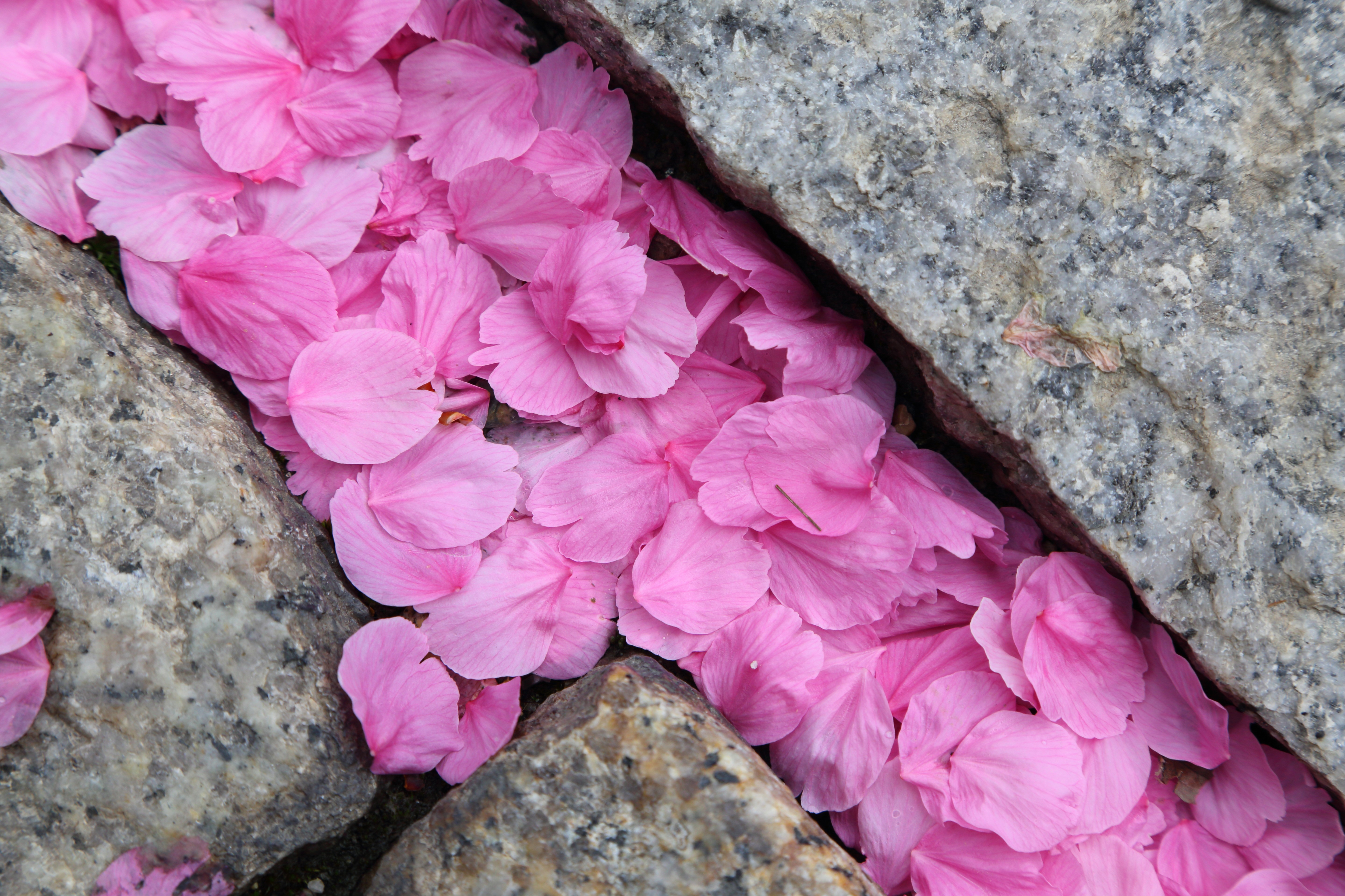 Pink Sakura Petals Between Rocks HD Wallpaper