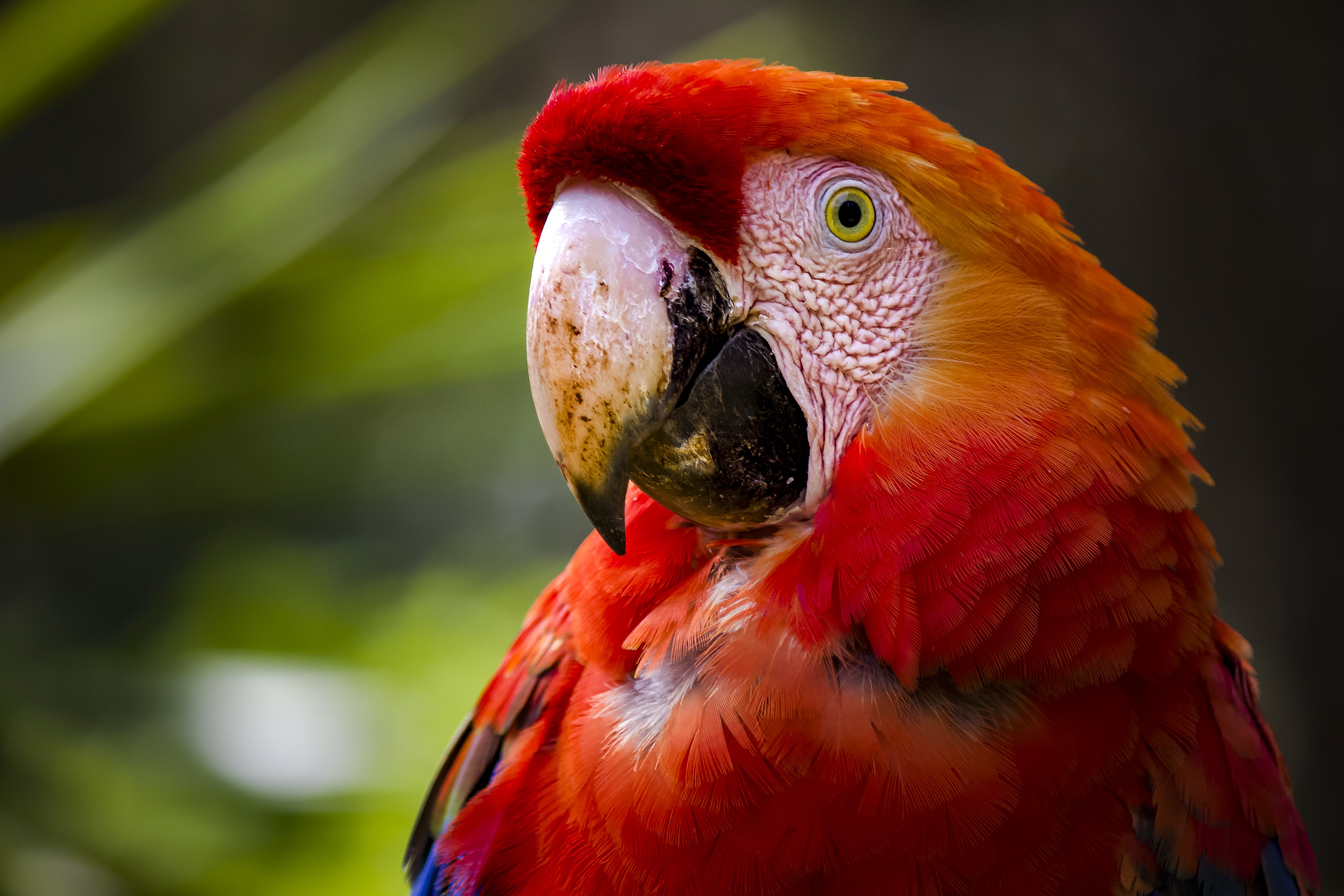 Scarlet Macaw Parrot Close-up HD Wallpaper