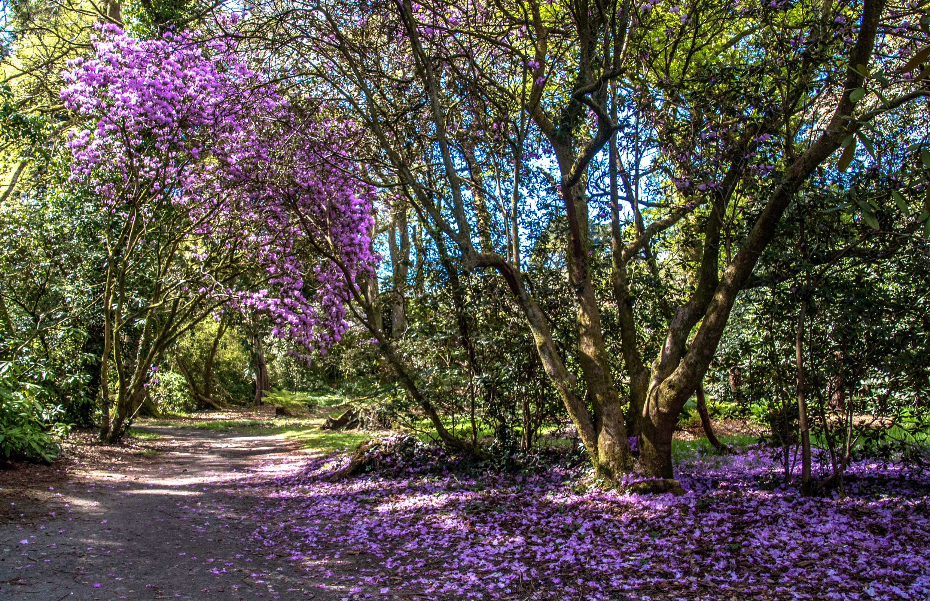 Path through flowering trees in Clyne Gardens, Swansea HD Wallpaper