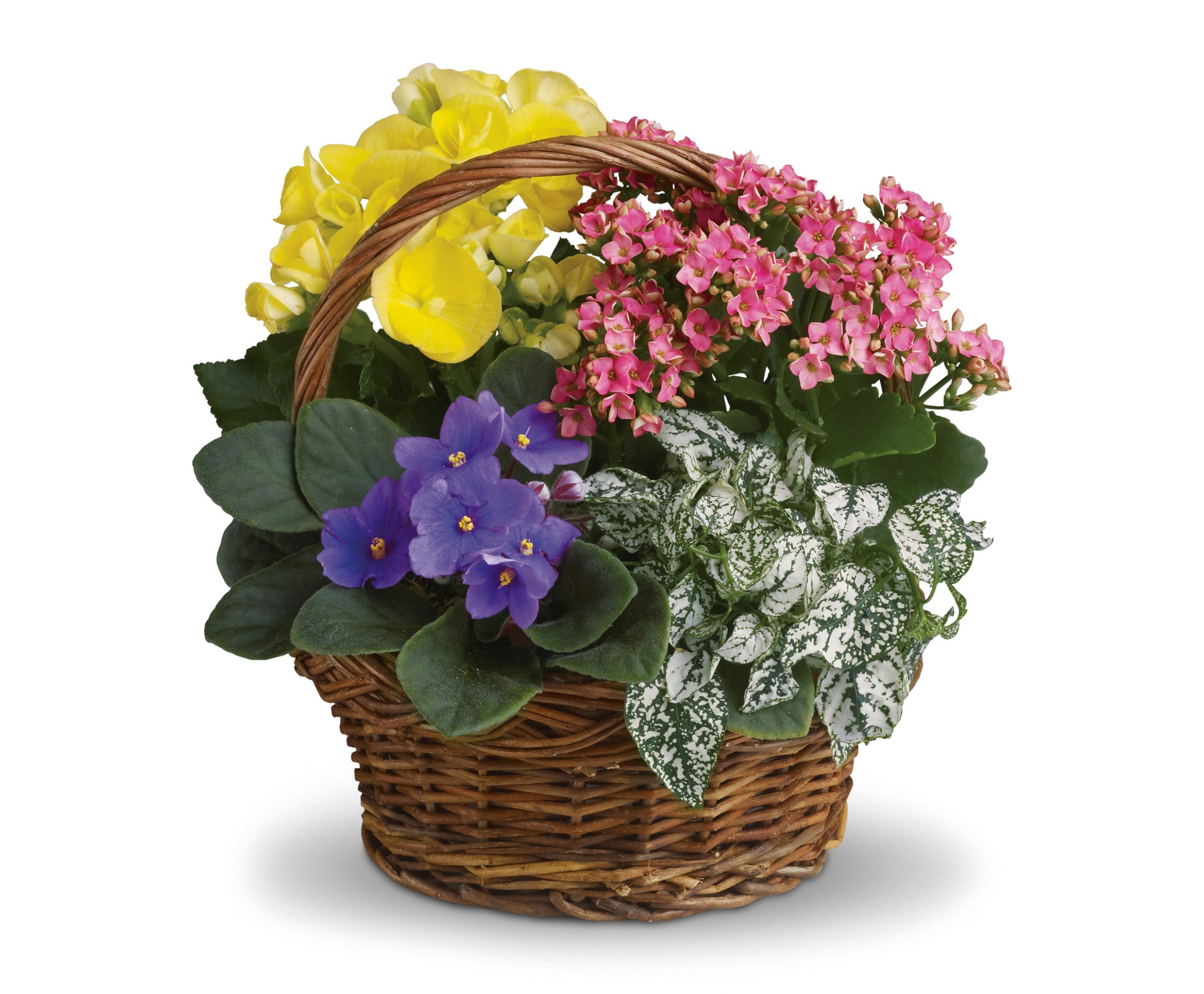 Assorted flowering plants in a wicker basket HD Wallpaper