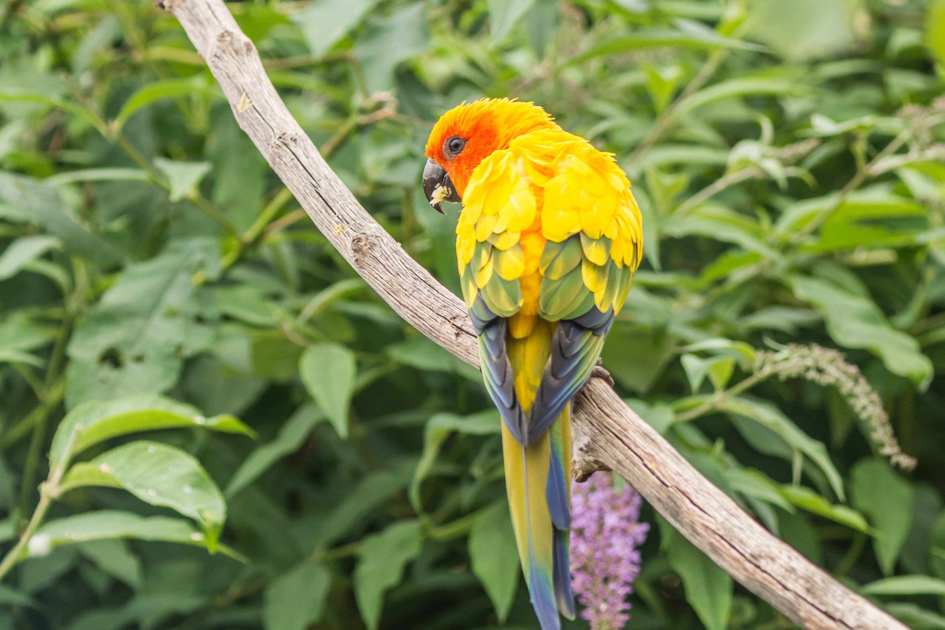 Sun Conure parrot perched on a branch HD Wallpaper