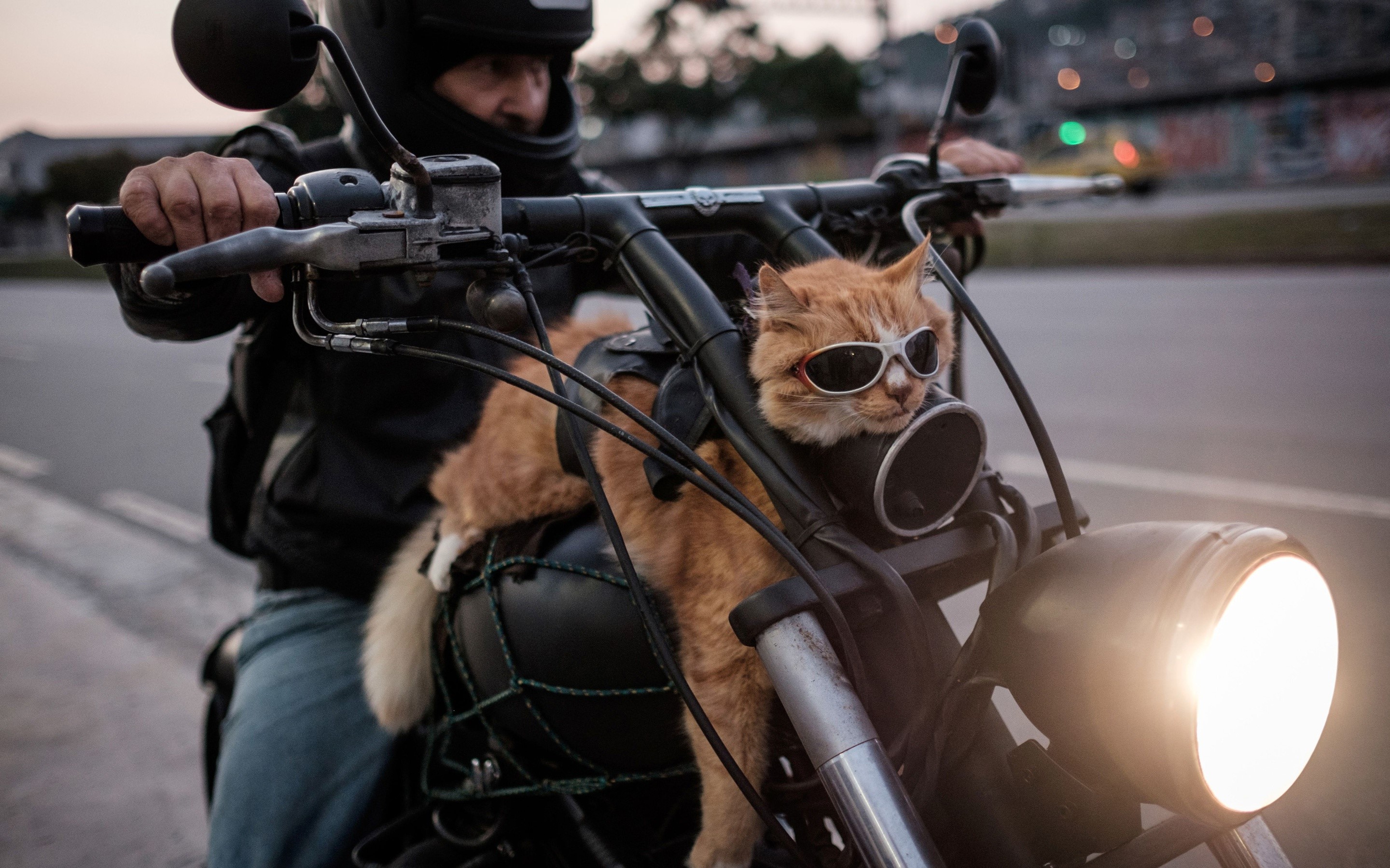 Ginger cat wearing sunglasses on a motorcycle HD Wallpaper