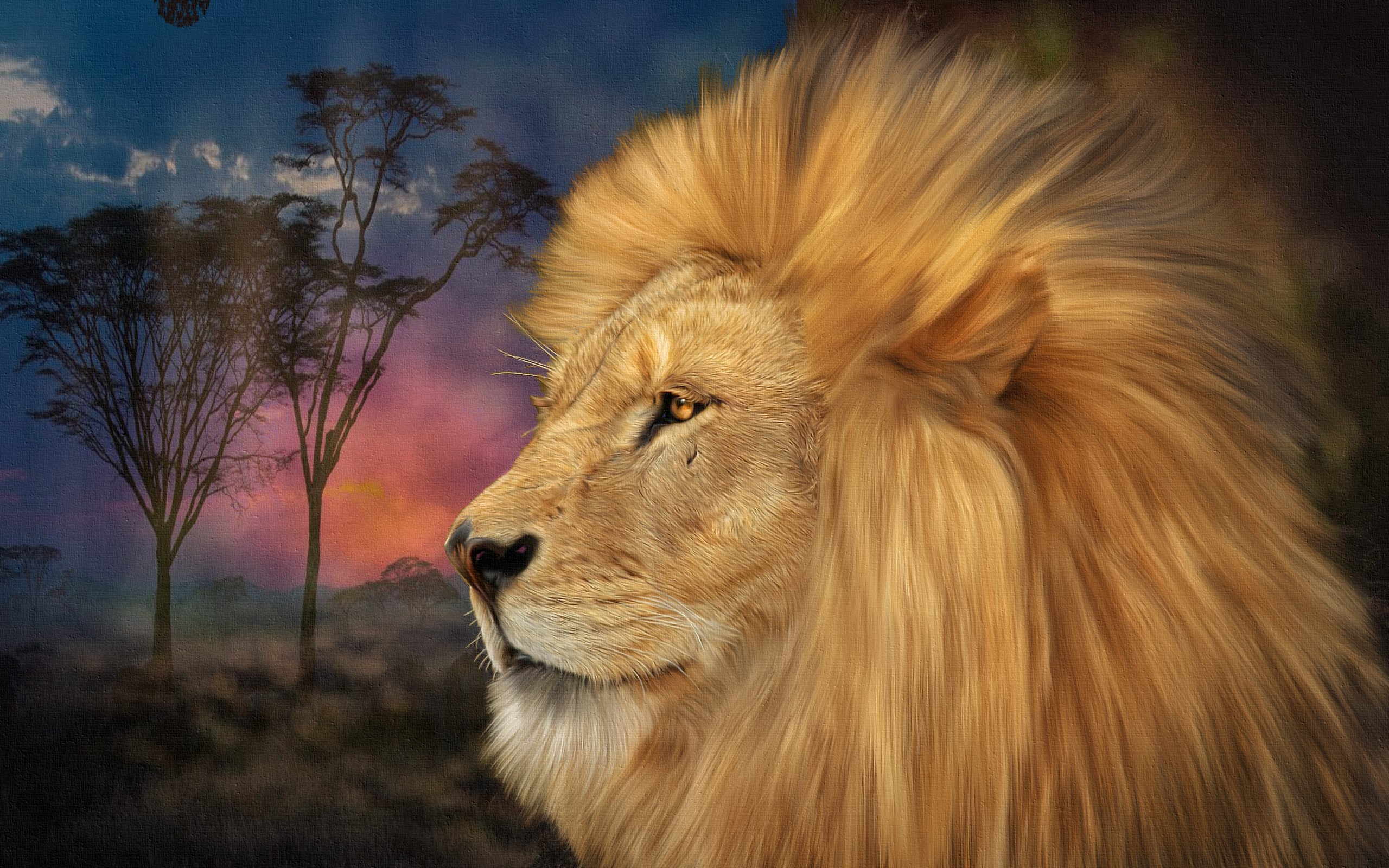 Lion's head against an African sunset HD Wallpaper