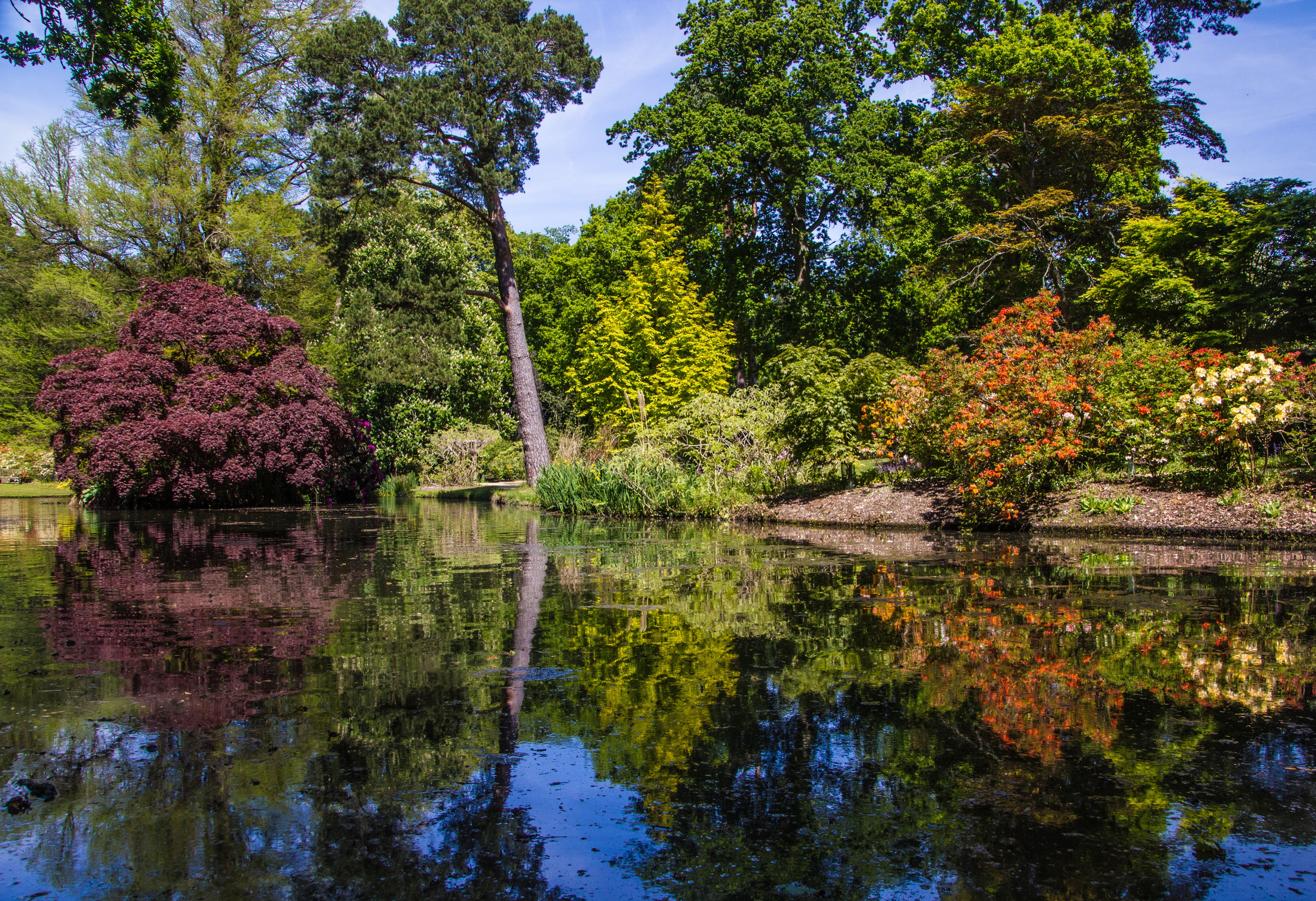 Pond with trees and shrubs at Exbury Gardens, England HD Wallpaper