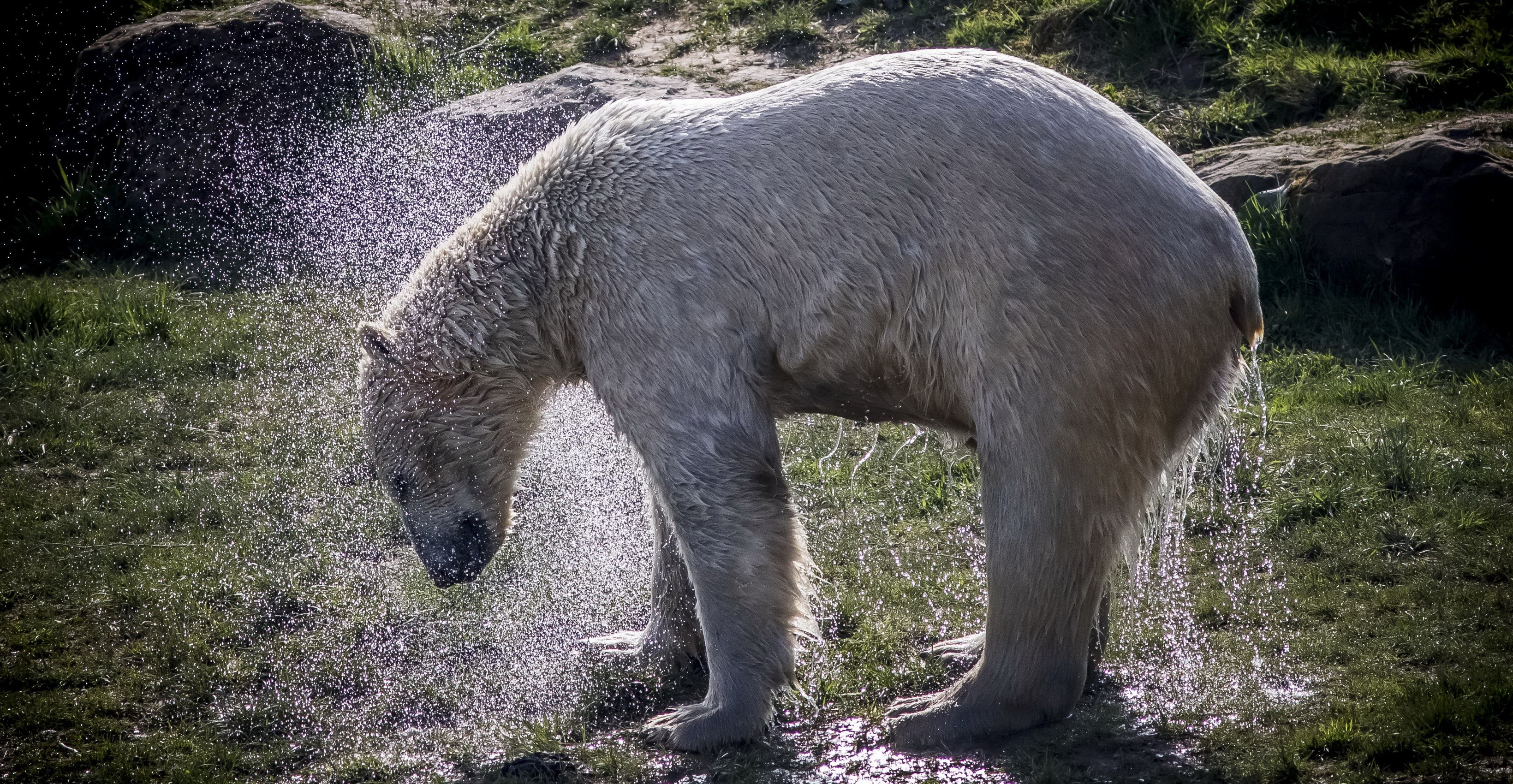 Polar bear shaking water off its fur HD Wallpaper