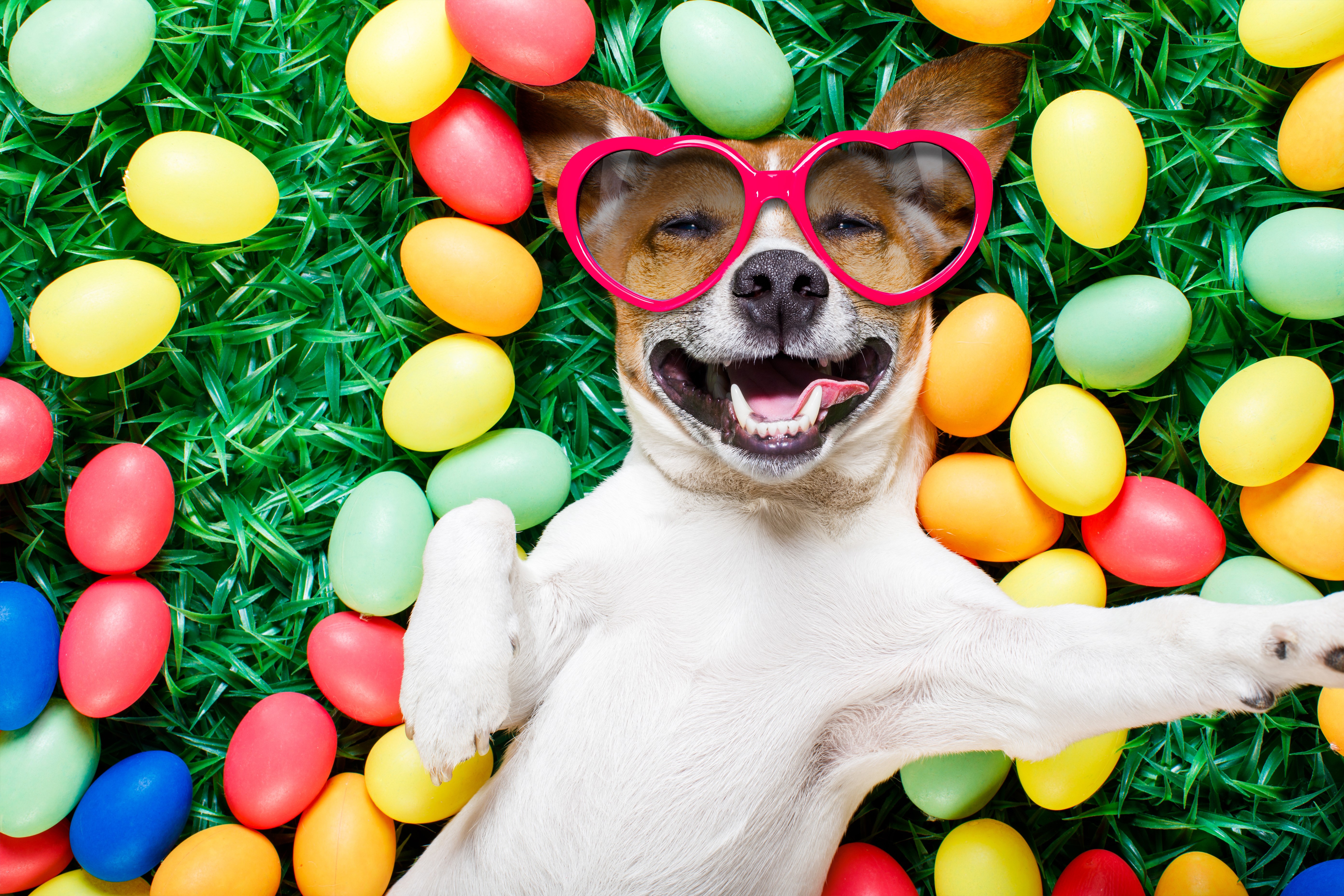 Funny Jack Russell Terrier Dog Wearing Heart Sunglasses with Easter Eggs HD Wallpaper