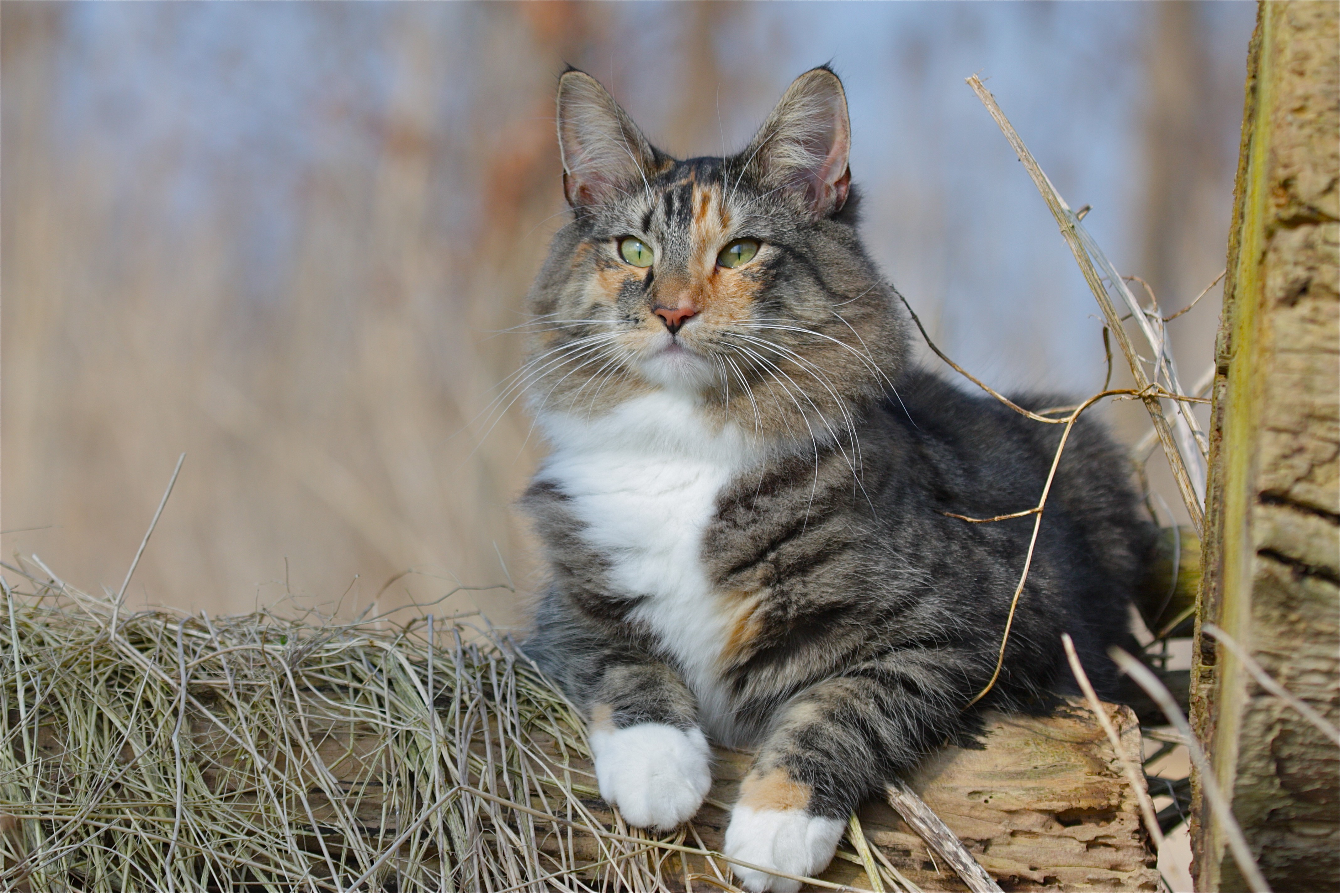 Norwegian Forest cat looking to the side HD Wallpaper