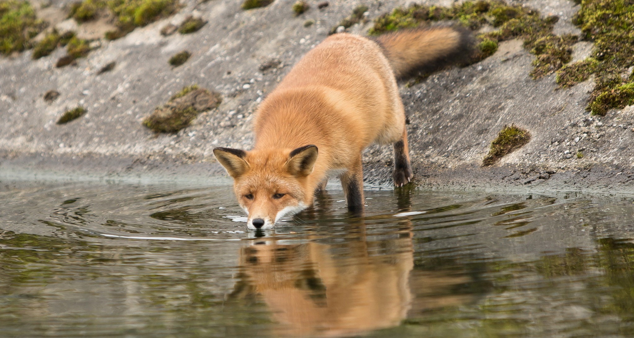 Red fox drinking water from a stream HD Wallpaper