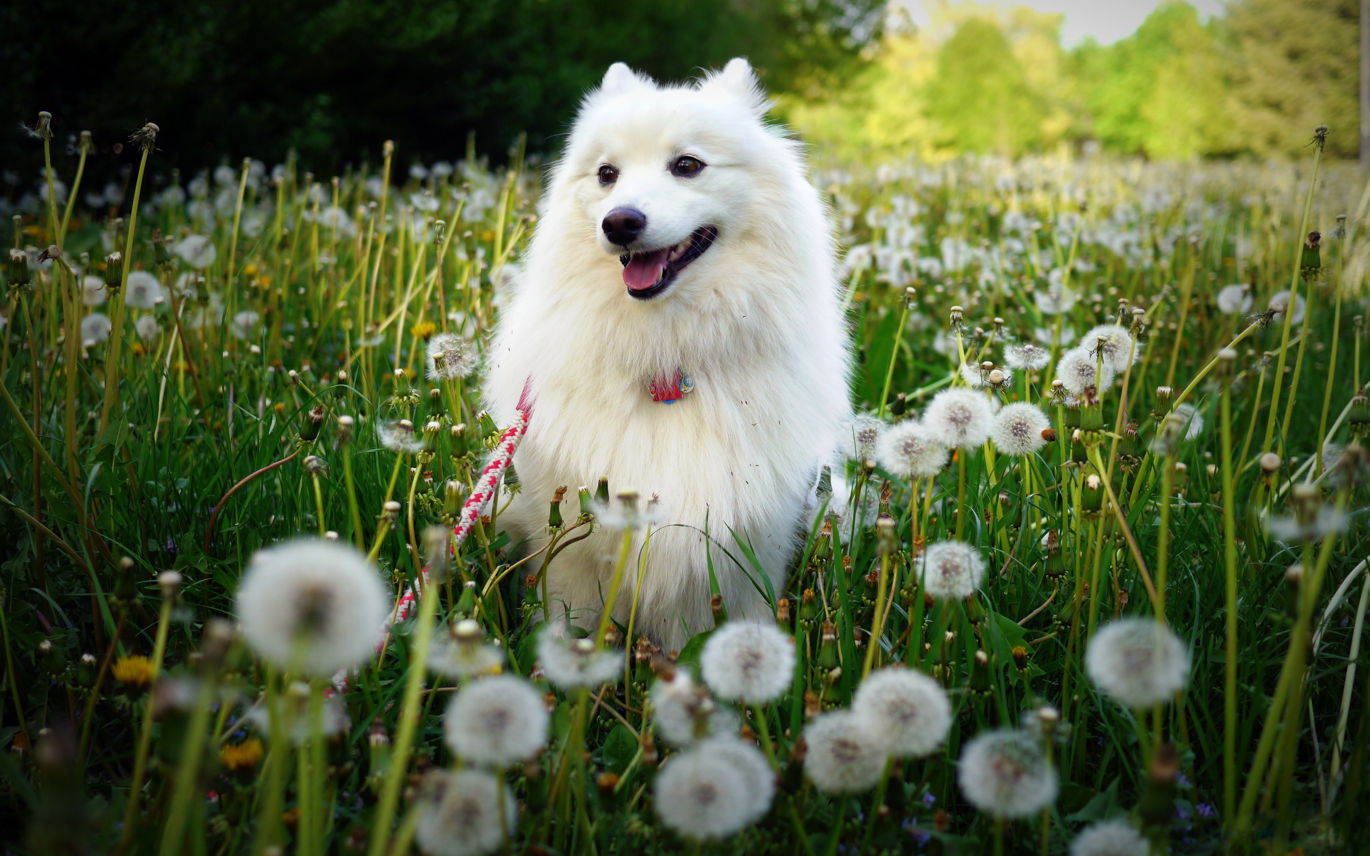 White dog in a field of dandelions HD Wallpaper