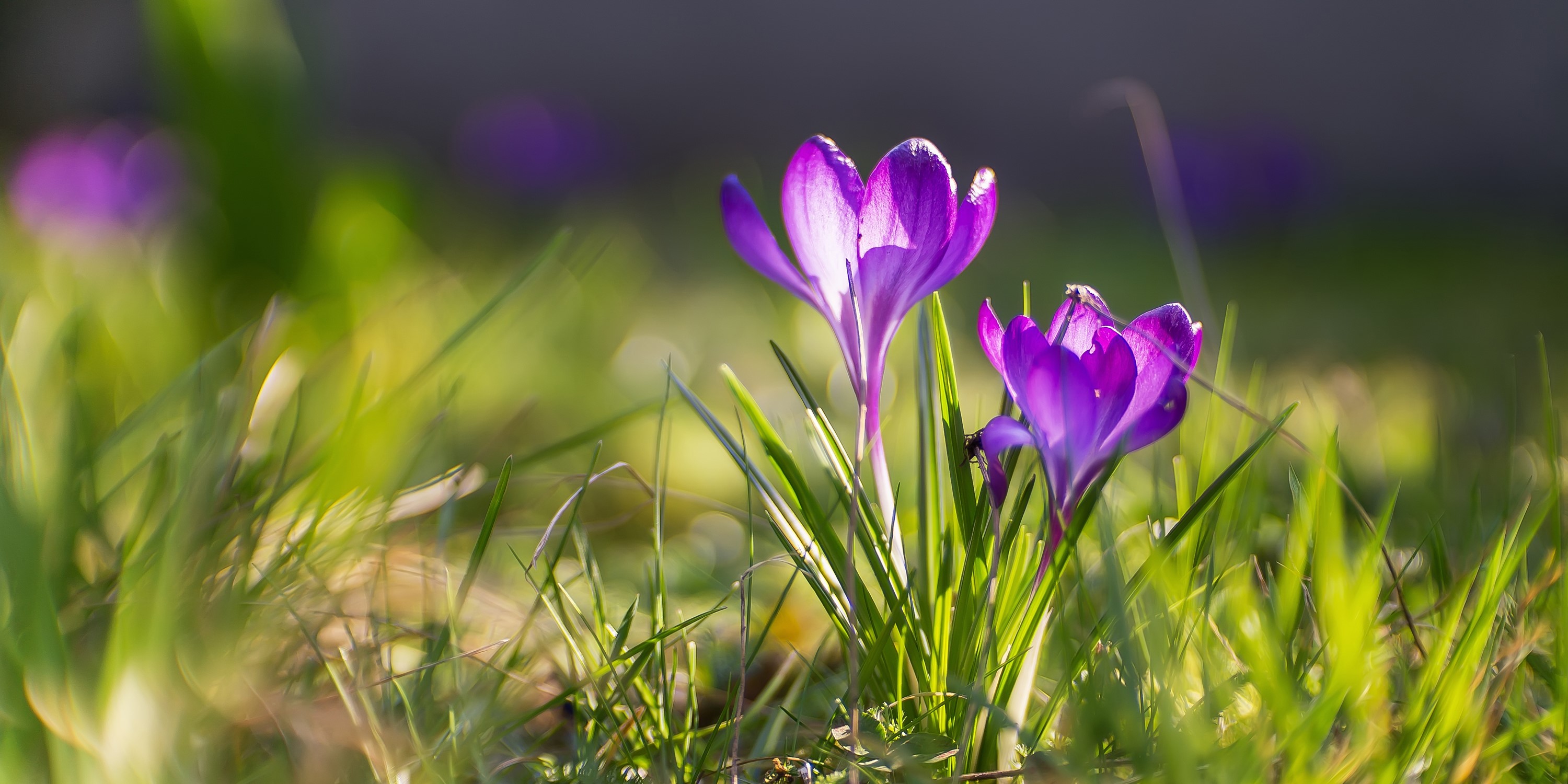 Purple crocuses blooming in green grass HD Wallpaper