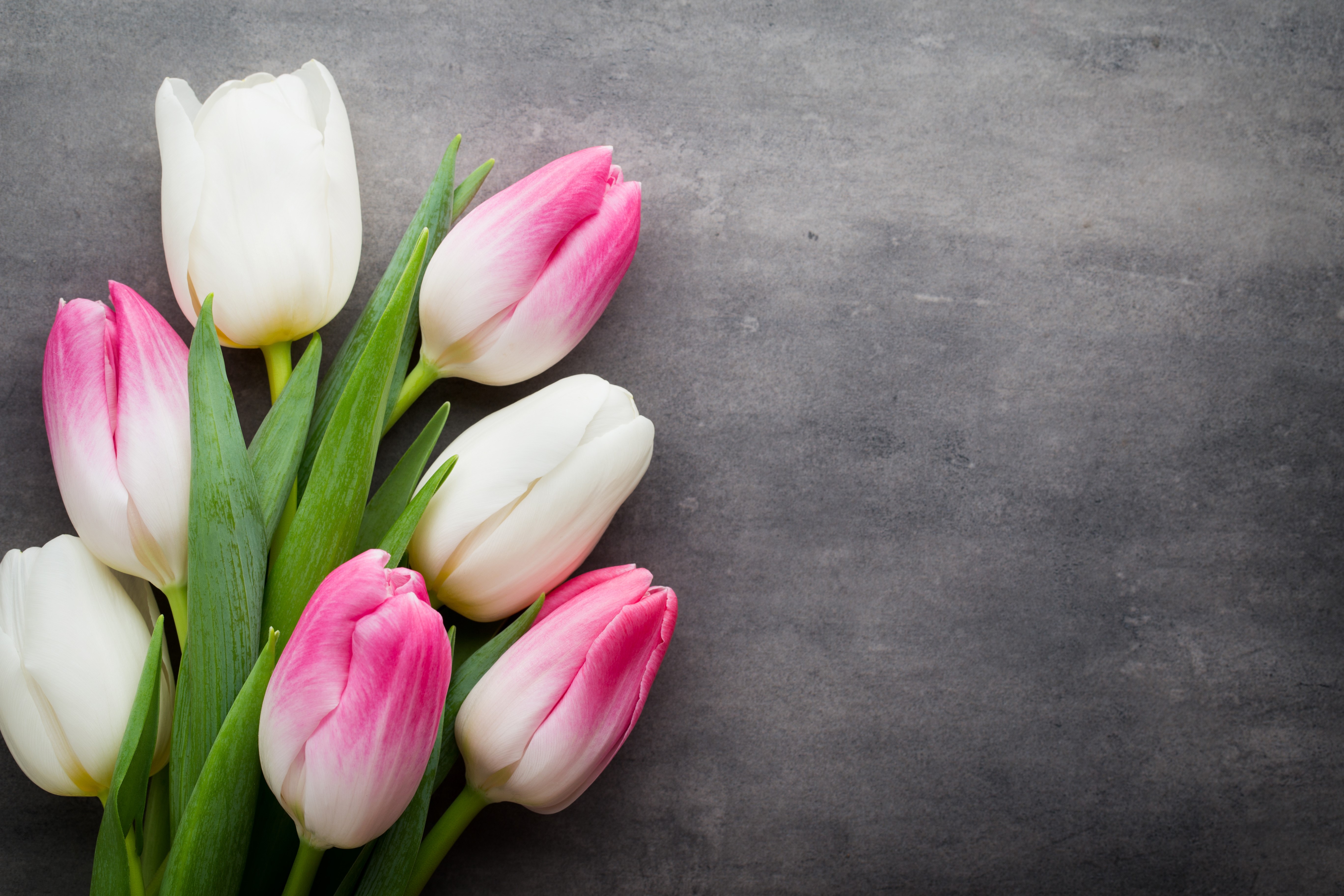 Pink and white tulips on a dark background HD Wallpaper