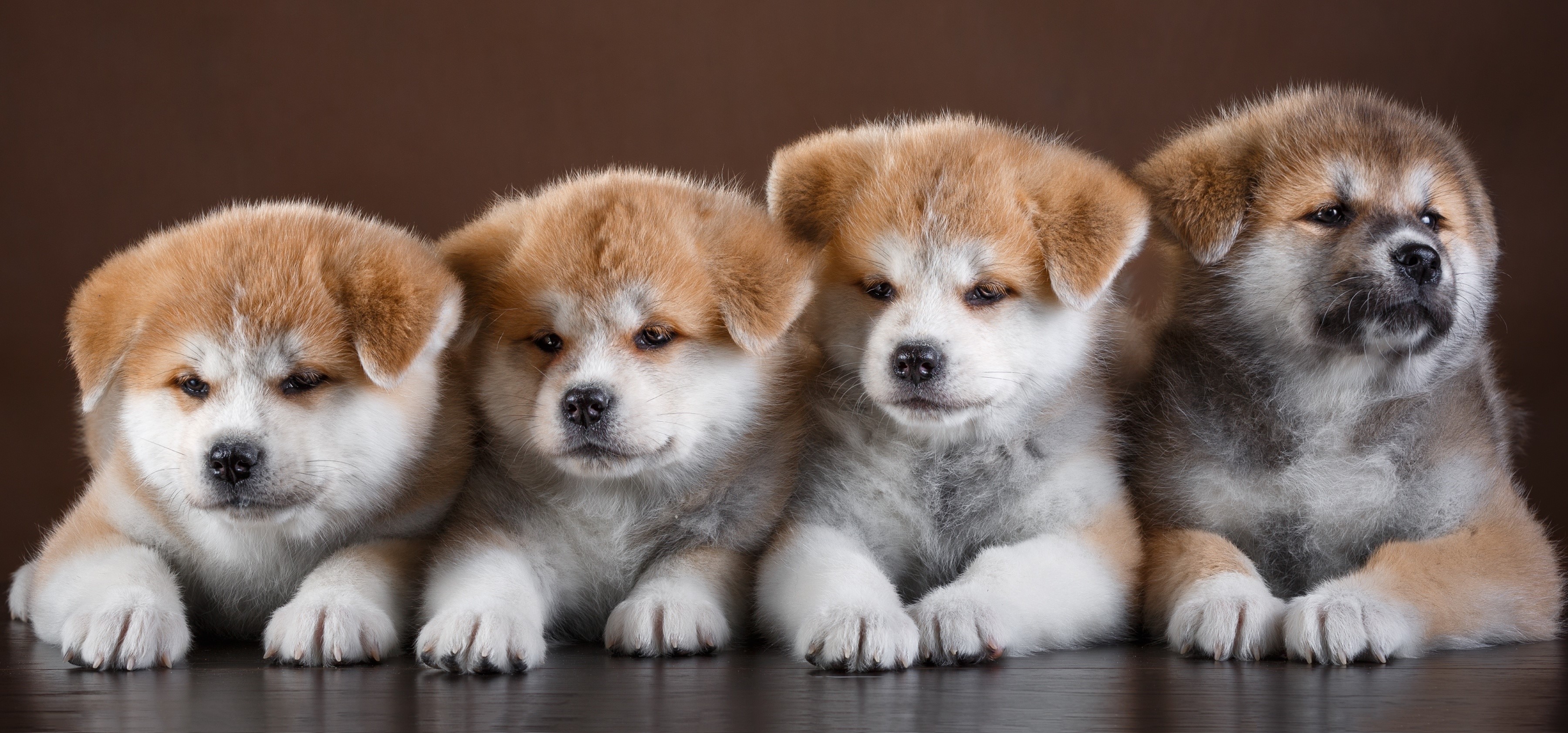 Four Akita Puppies Lying Down HD Wallpaper