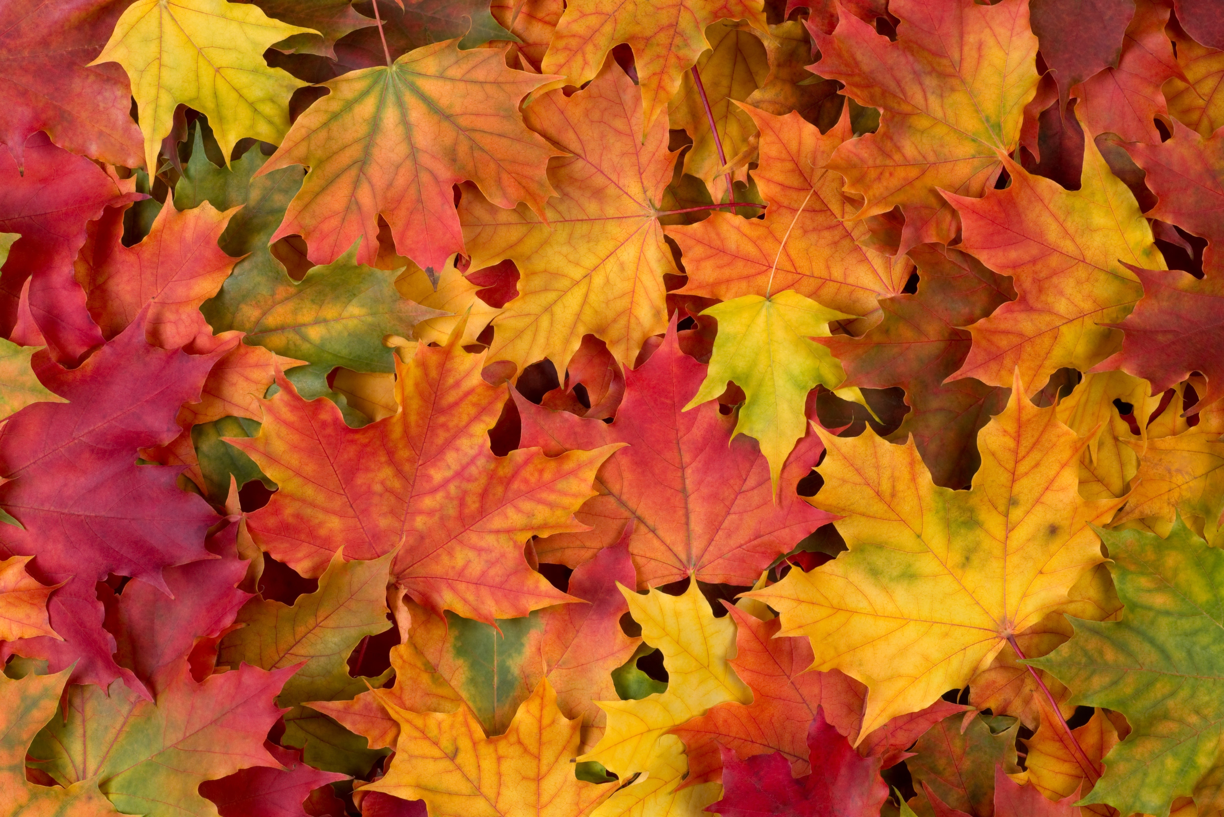 Autumn Maple Leaves Texture HD Wallpaper