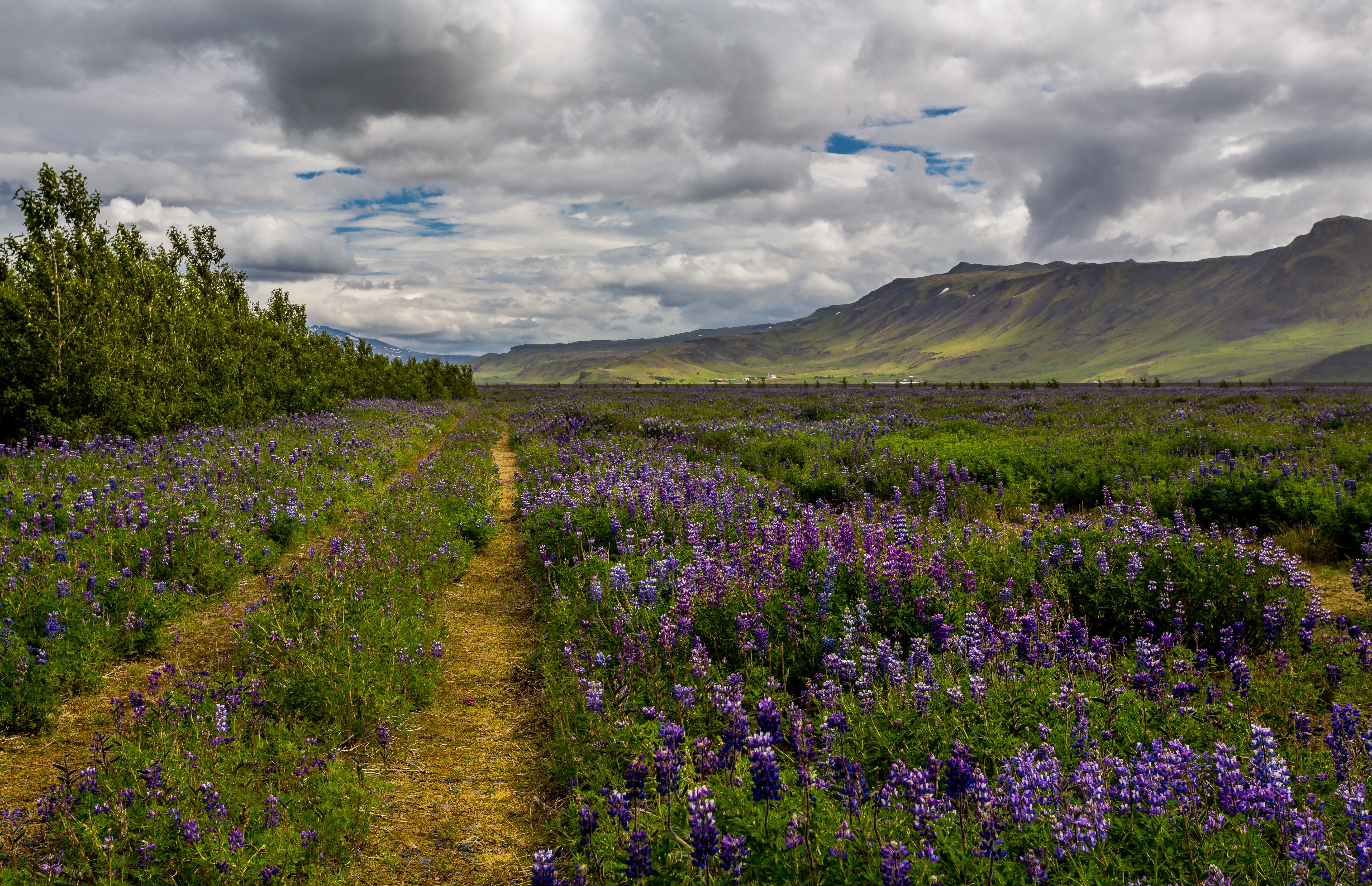Field of Lupines in Iceland with Mountains and Clouds HD Wallpaper