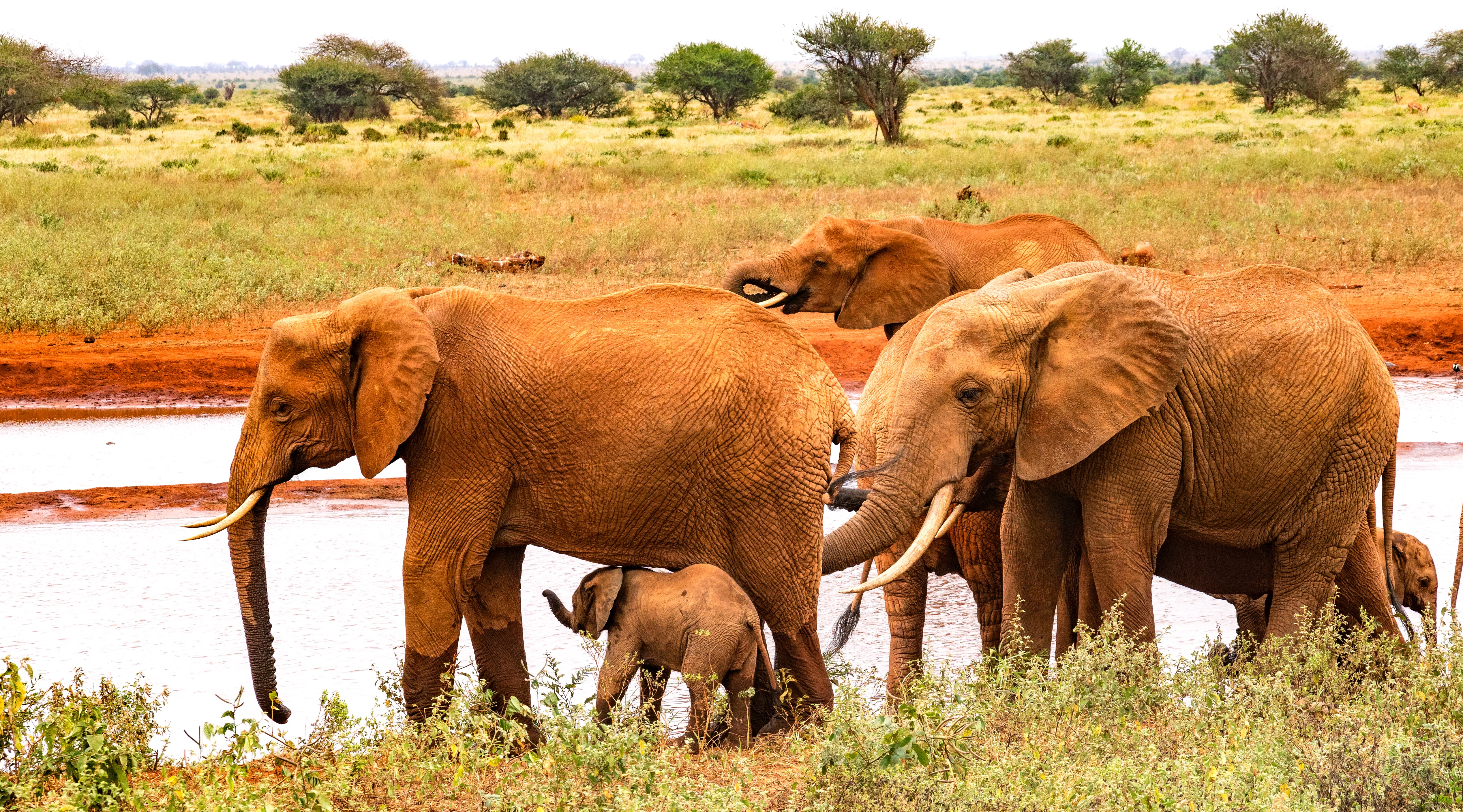 Elephants and Cubs at a Watering Hole HD Wallpaper