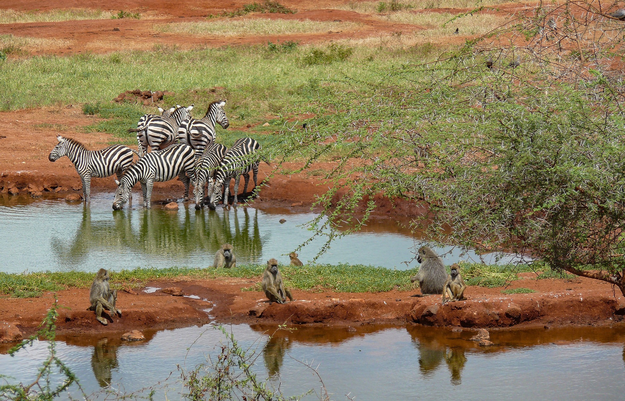 Zebras and baboons drinking water near a tree HD Wallpaper
