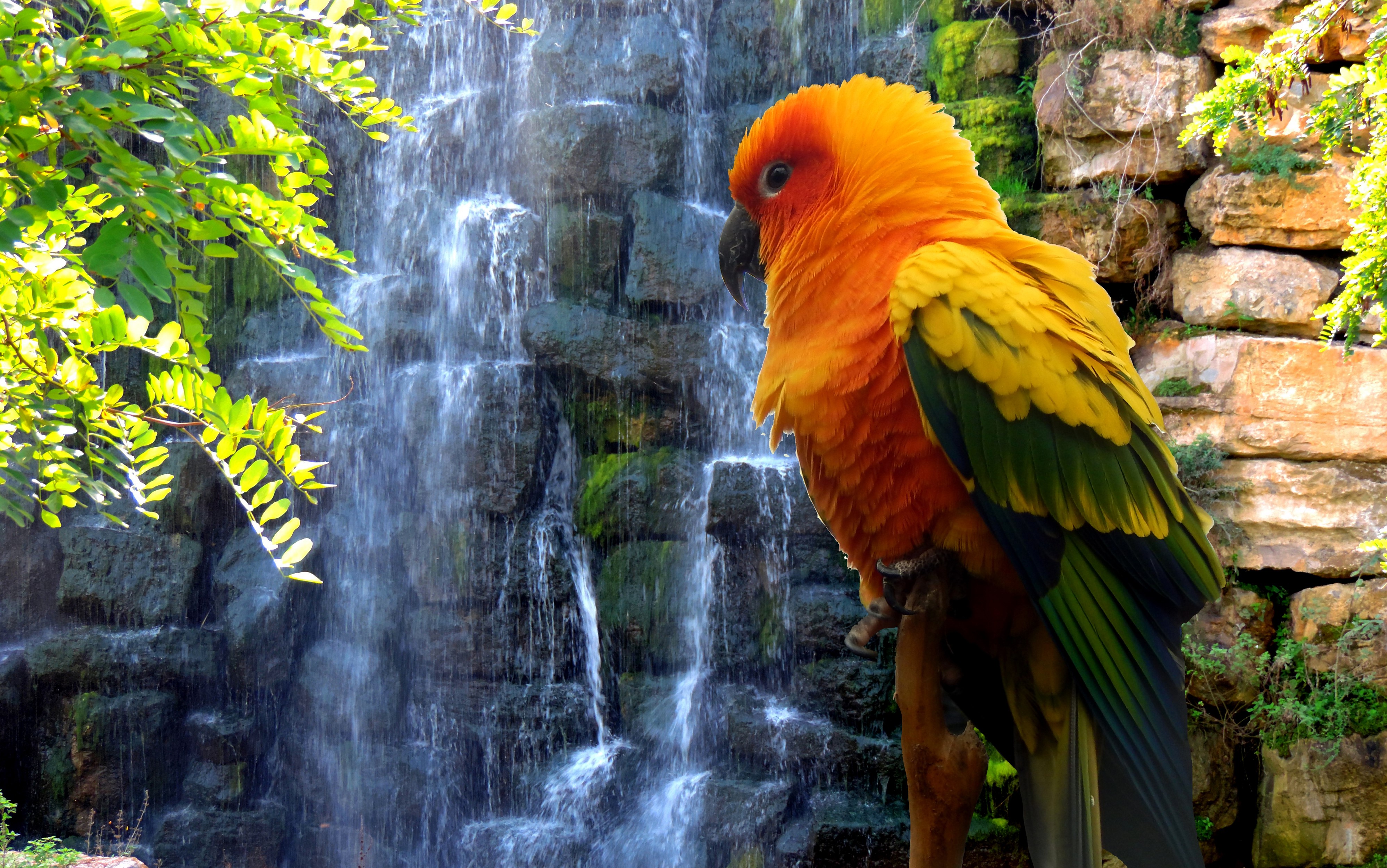 Sun Conure Parrot by Waterfall HD Wallpaper