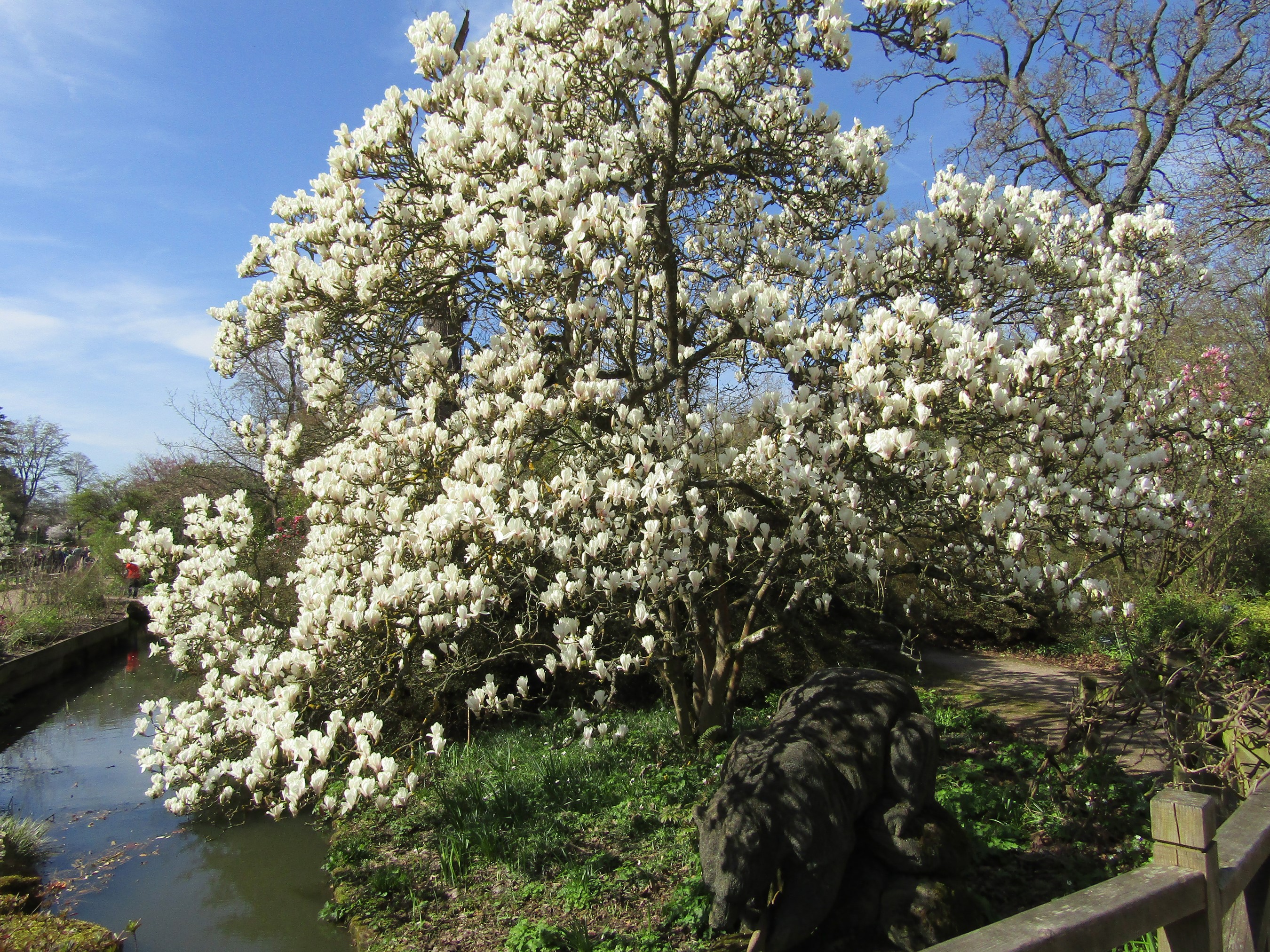 Magnolia tree in bloom at Wisley Gardens, United Kingdom HD Wallpaper