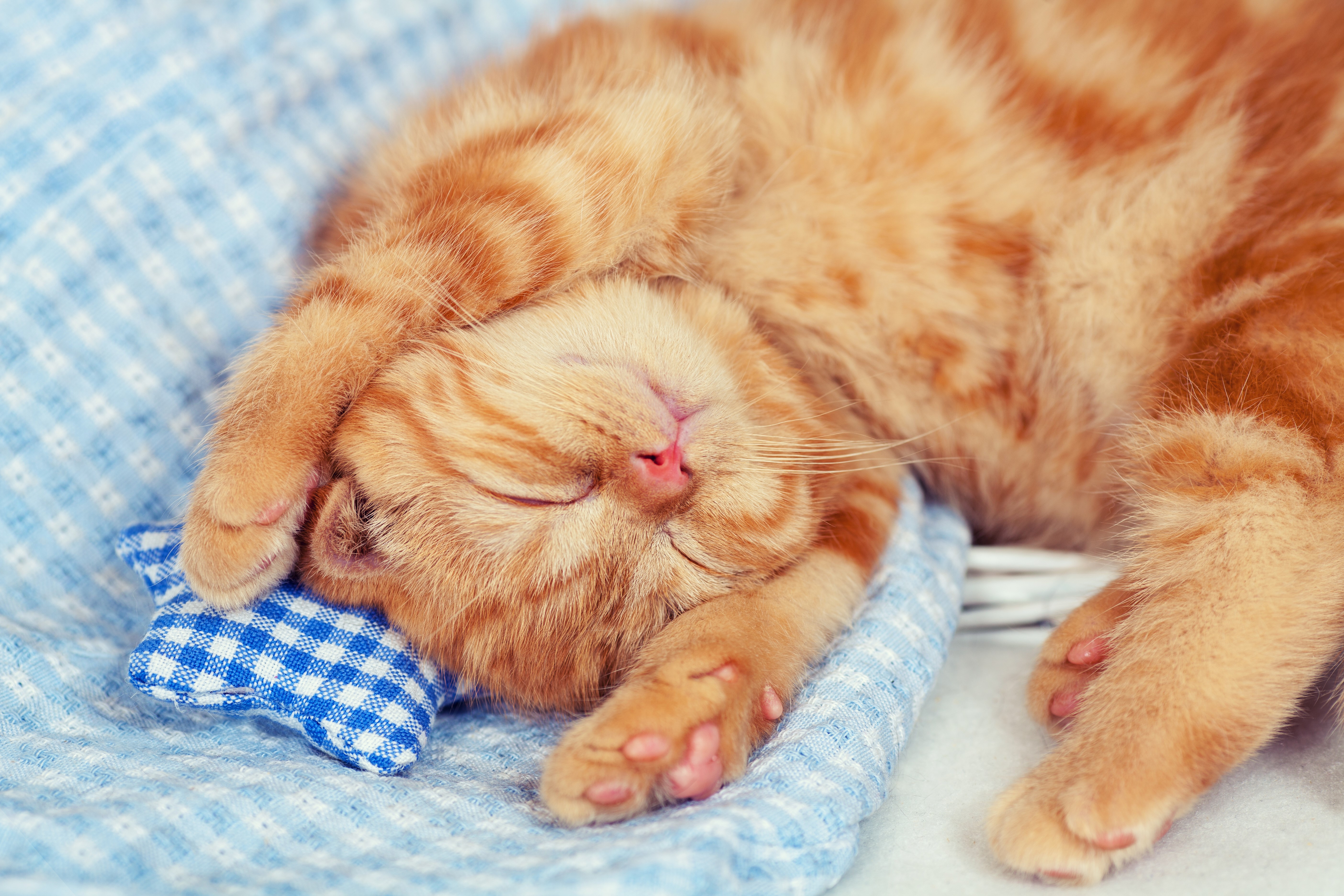Ginger kitten sleeping on a blue checkered blanket HD Wallpaper